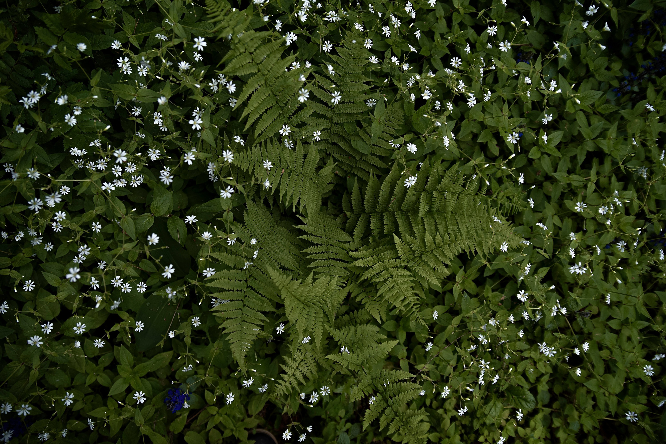 Goblincore, природа, фэнтези, нечисть, лес, гоблинкор, эльфы, фотосессии, костюмированные