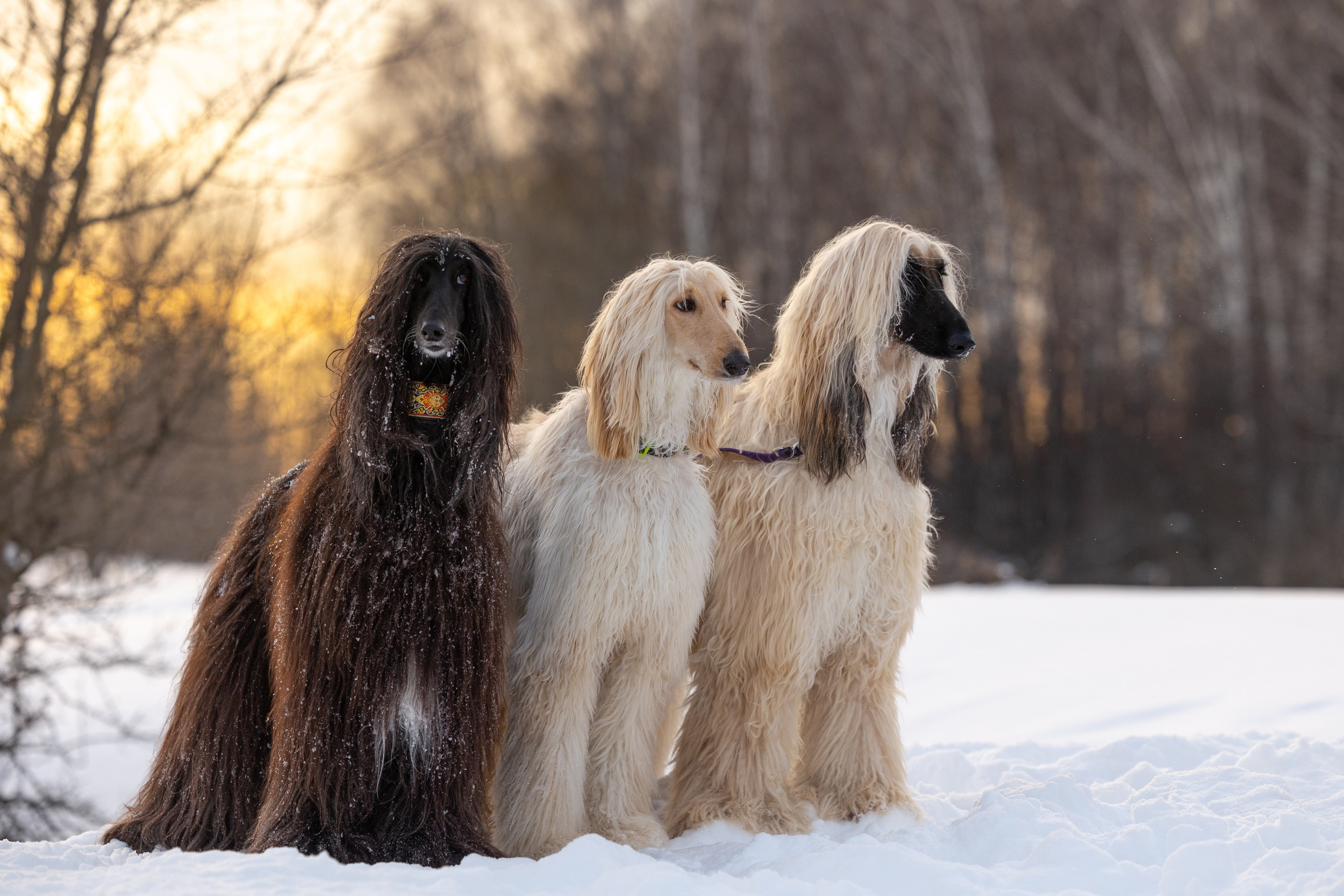Игры афганов в снегу. Фотограф-анималист Natalia Deingel | Фотосъемка собак в Москве
