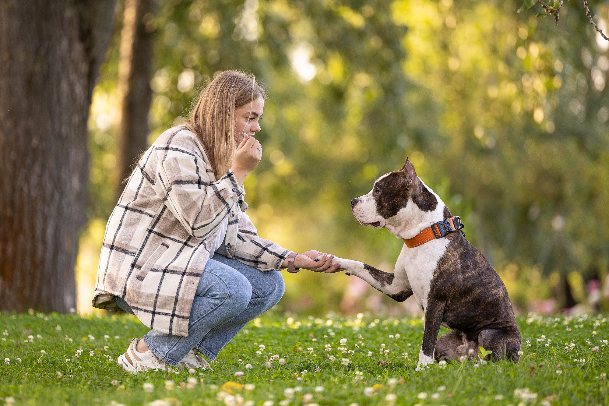 Амстафф Честер и его семья. Фотограф-анималист Natalia Deingel | Фотосъемка собак в Москве