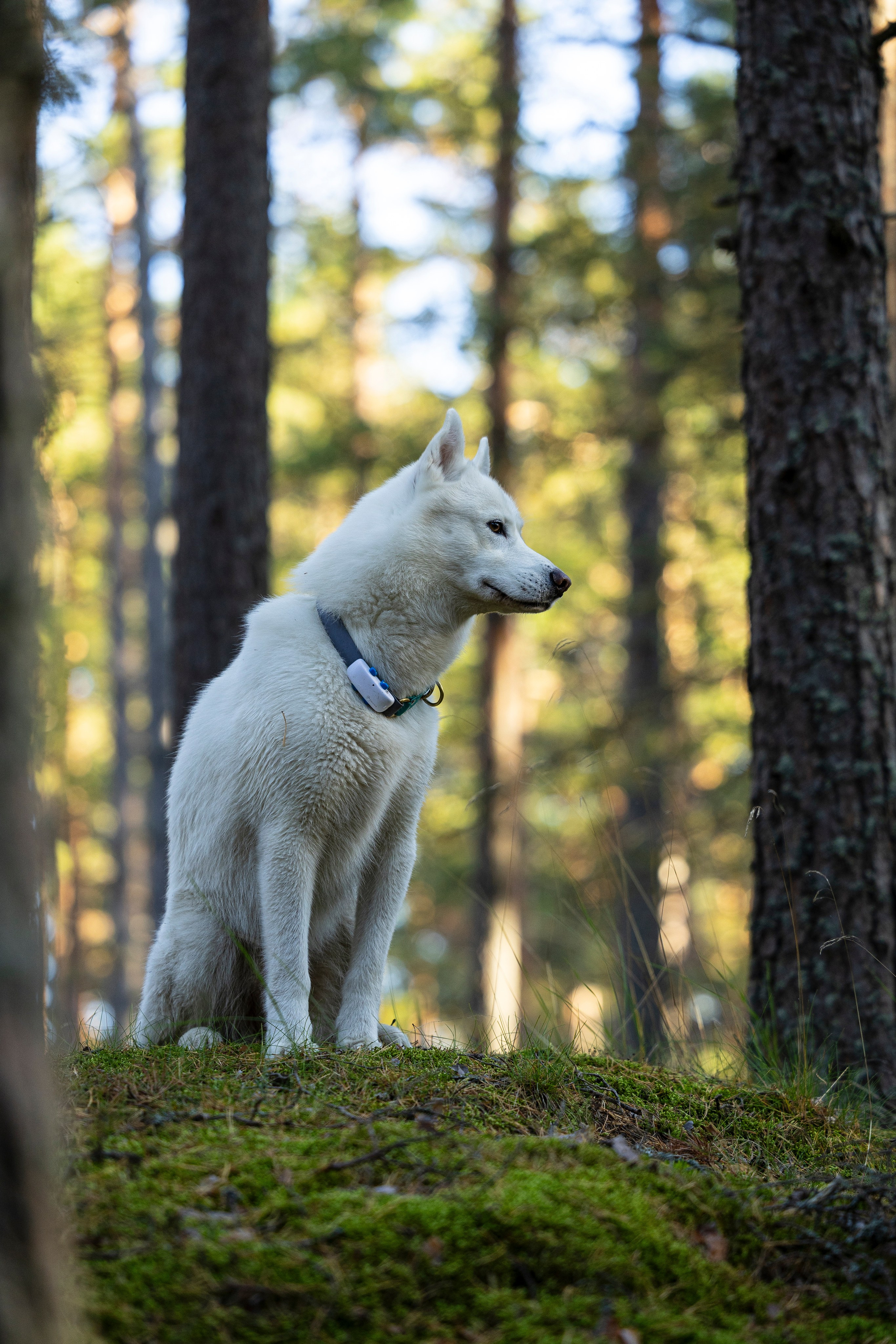 Гаруда и Рейн. Фотограф-анималист Анна Маринич