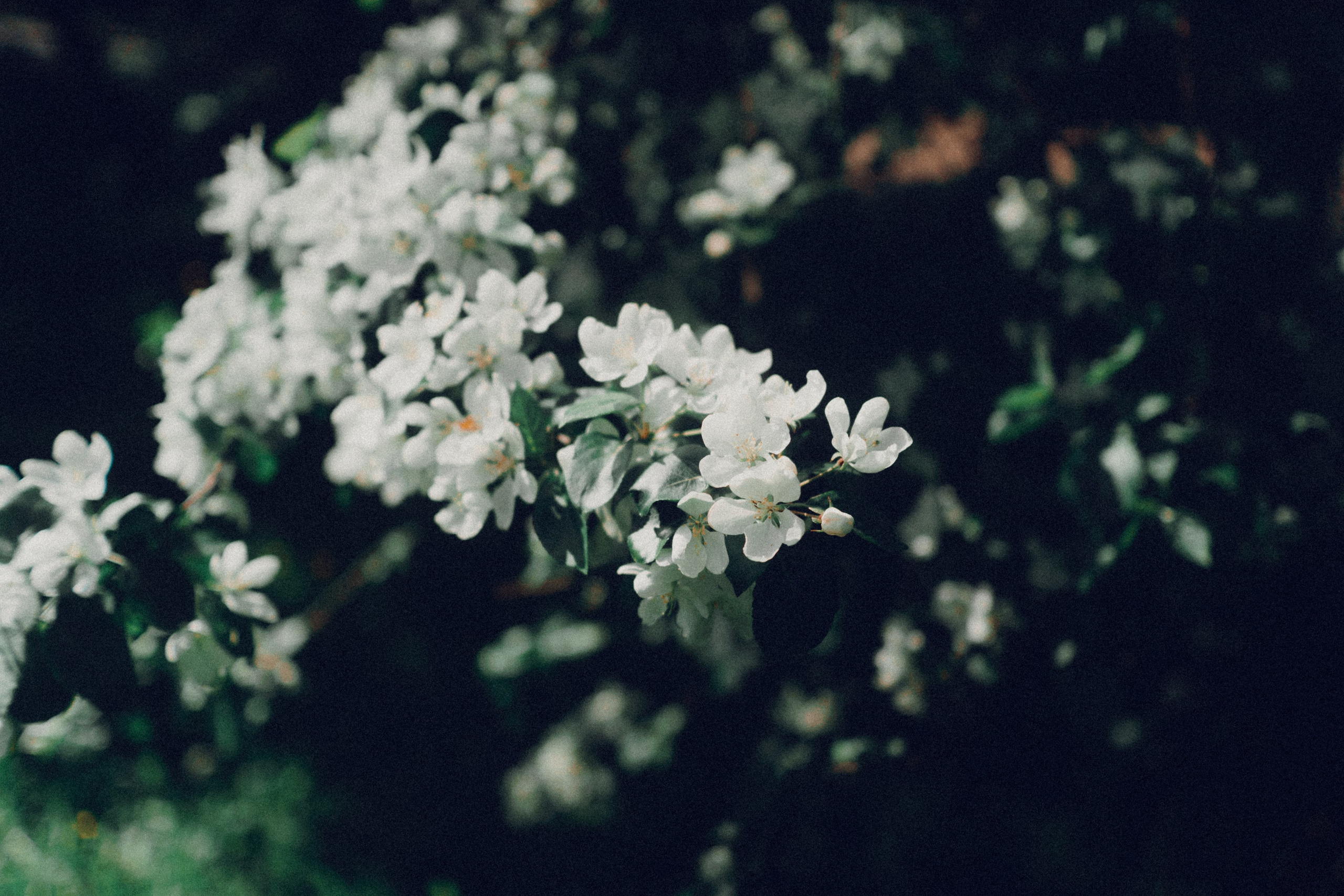 Botanical. Портретный и свадебный фотограф в Москве и Санкт-Петербурге. Учитель фотографии онлайн и оффлайн