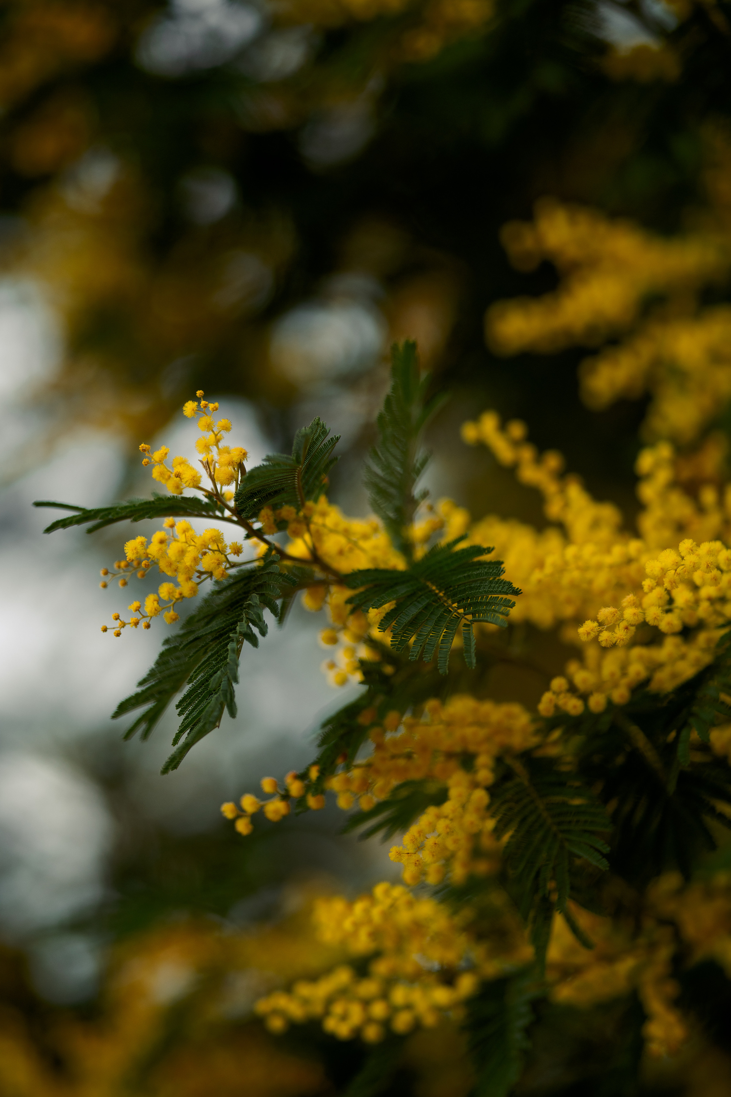 Дерево мимозы, цветение мимозы, женский портрет, цветущие сады. Свадебный фотограф Новороссийск Марина КрамарИна Полещук