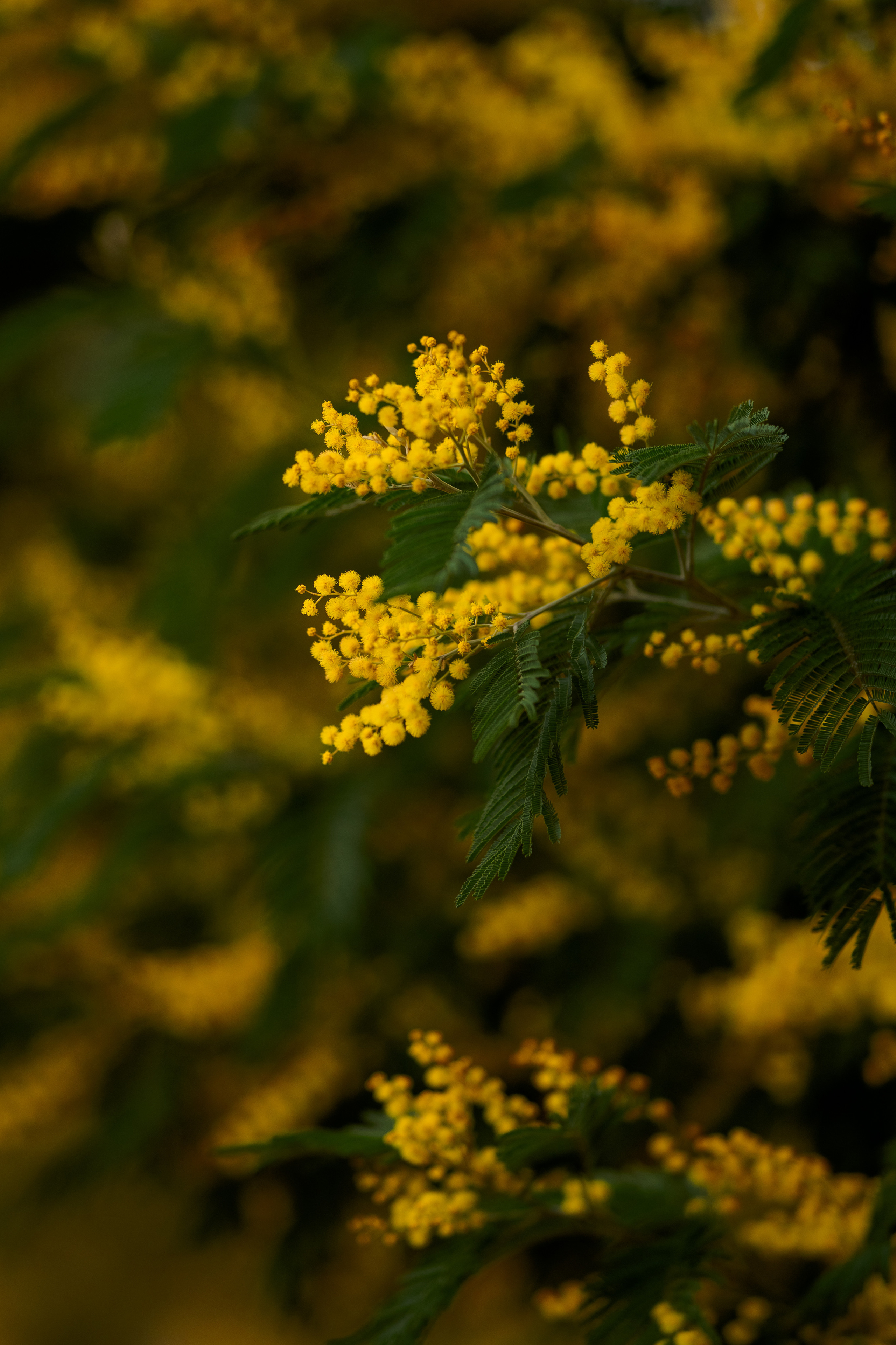 Дерево мимозы, цветение мимозы, женский портрет, цветущие сады. Свадебный фотограф Новороссийск Марина КрамарИна Полещук