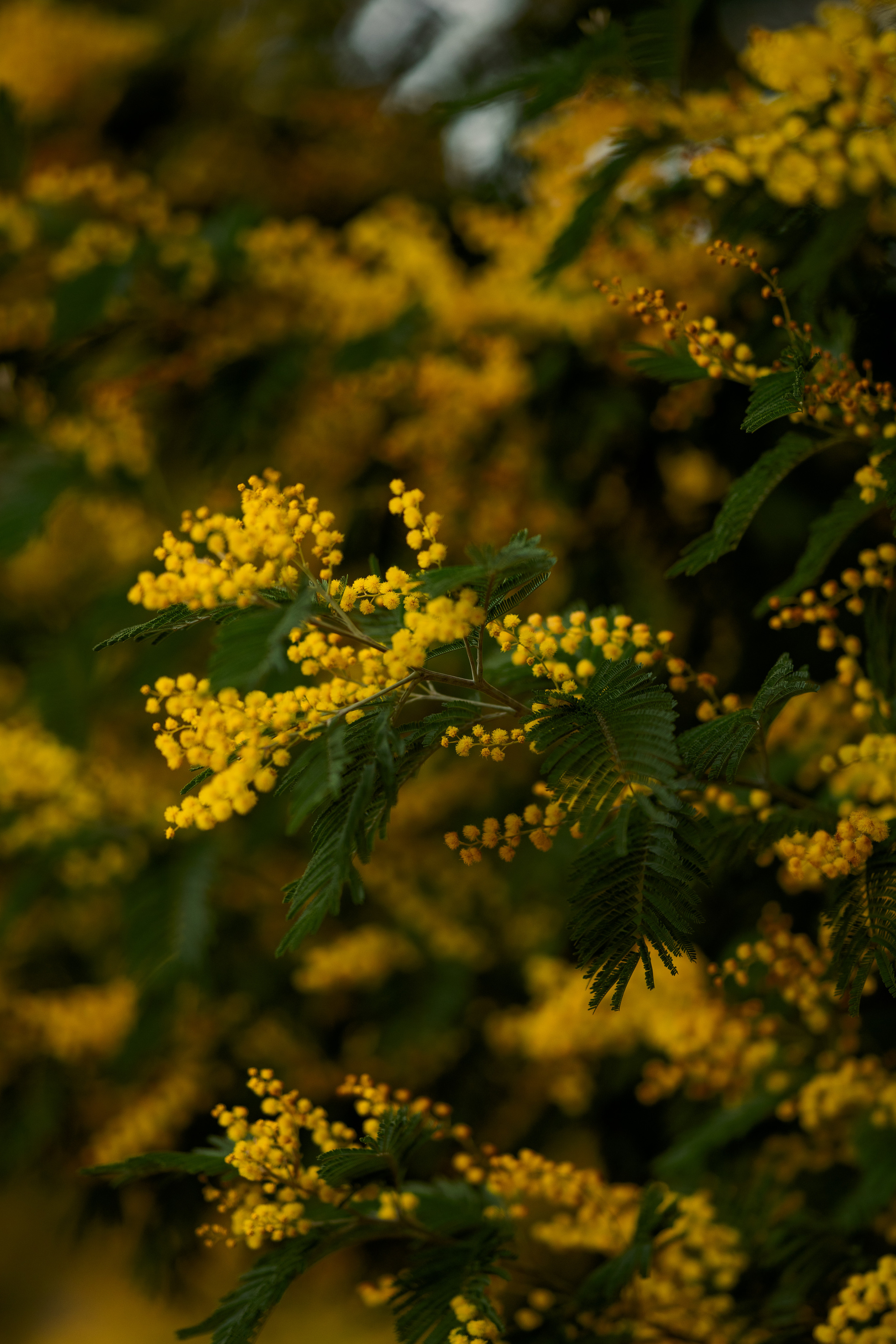 Дерево мимозы, цветение мимозы, женский портрет, цветущие сады. Свадебный фотограф Новороссийск Марина КрамарИна Полещук