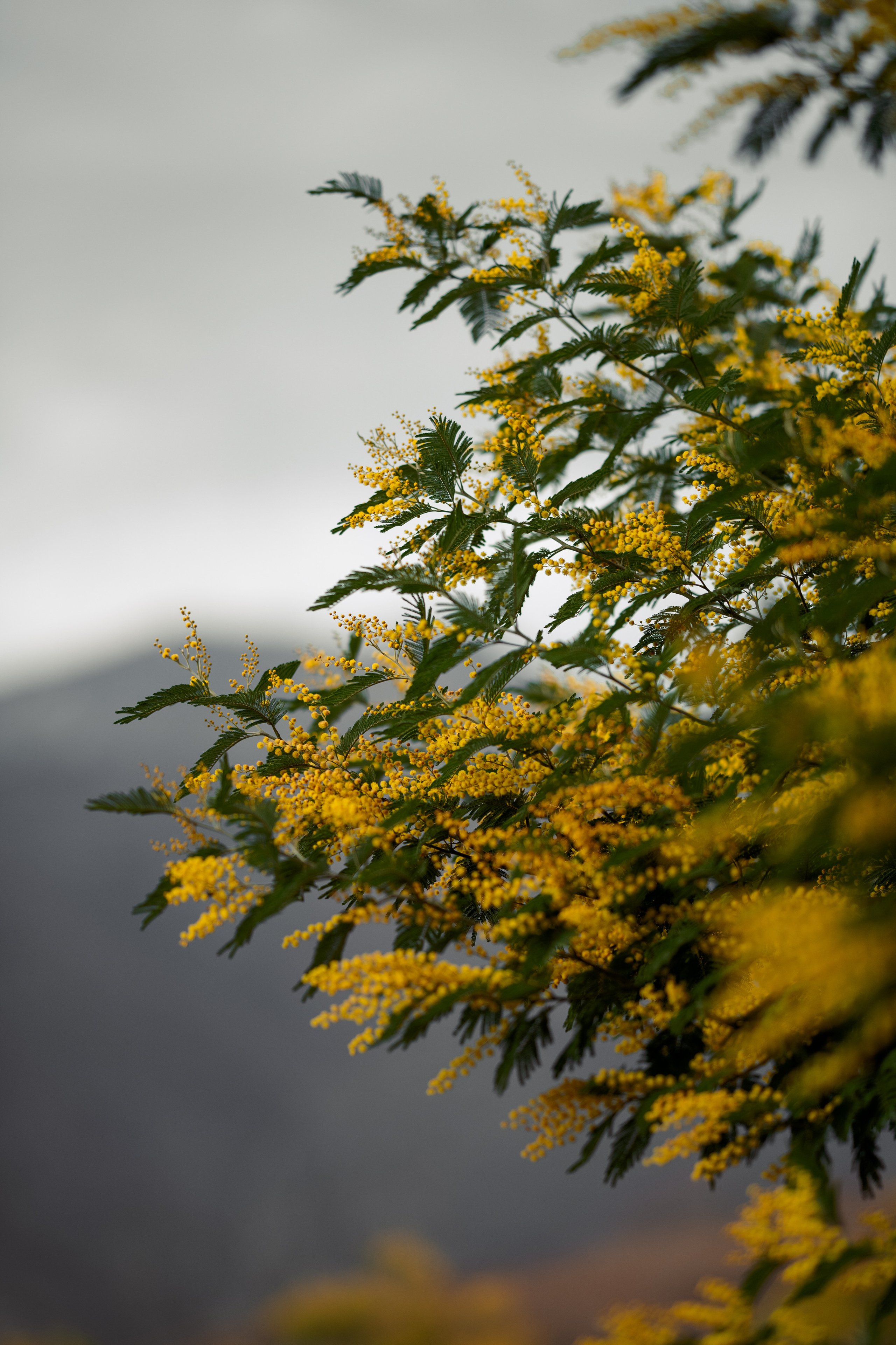 Дерево мимозы, цветение мимозы, женский портрет, цветущие сады. Свадебный фотограф Новороссийск Марина КрамарИна Полещук