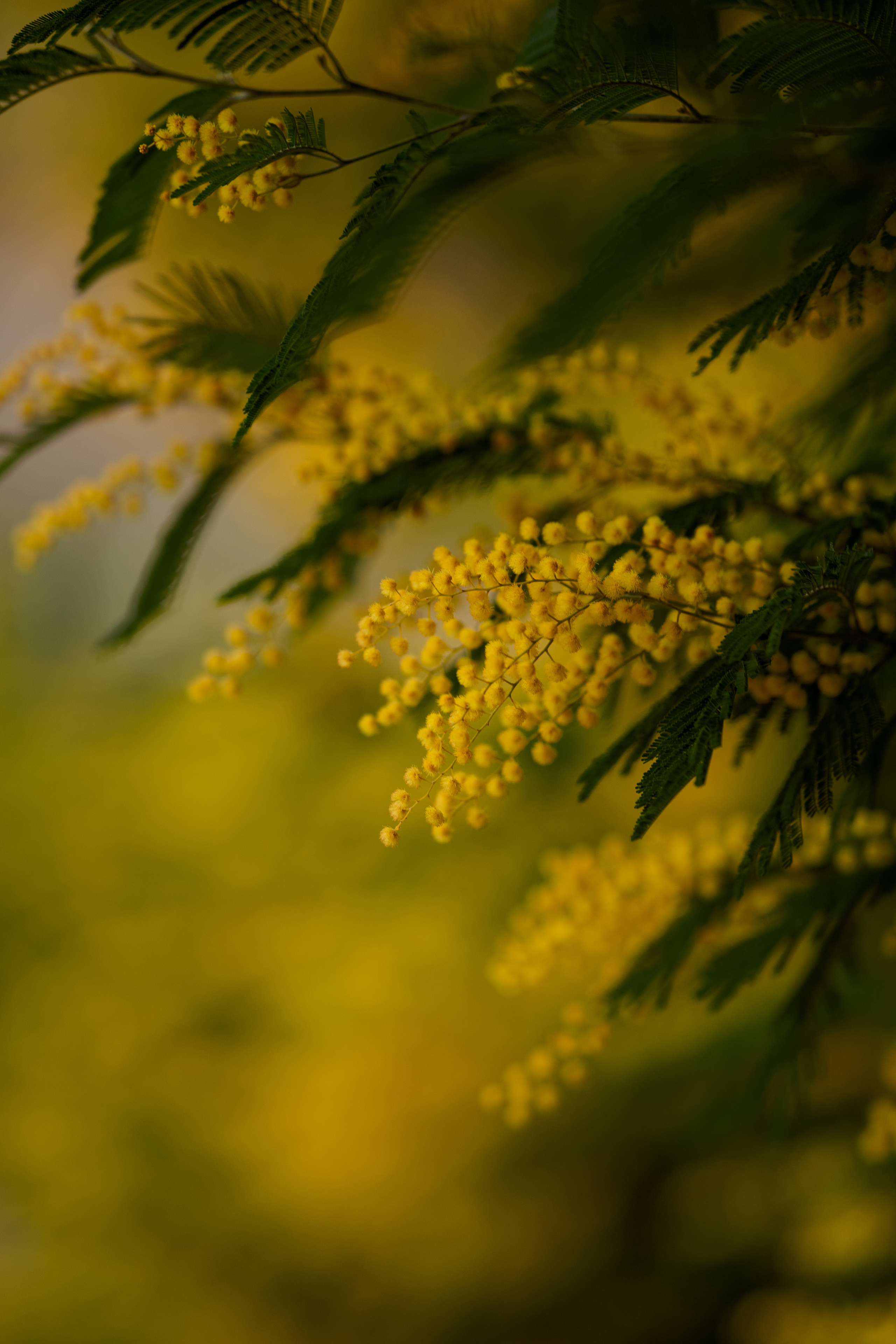 Дерево мимозы, цветение мимозы, женский портрет, цветущие сады. Свадебный фотограф Новороссийск Марина КрамарИна Полещук