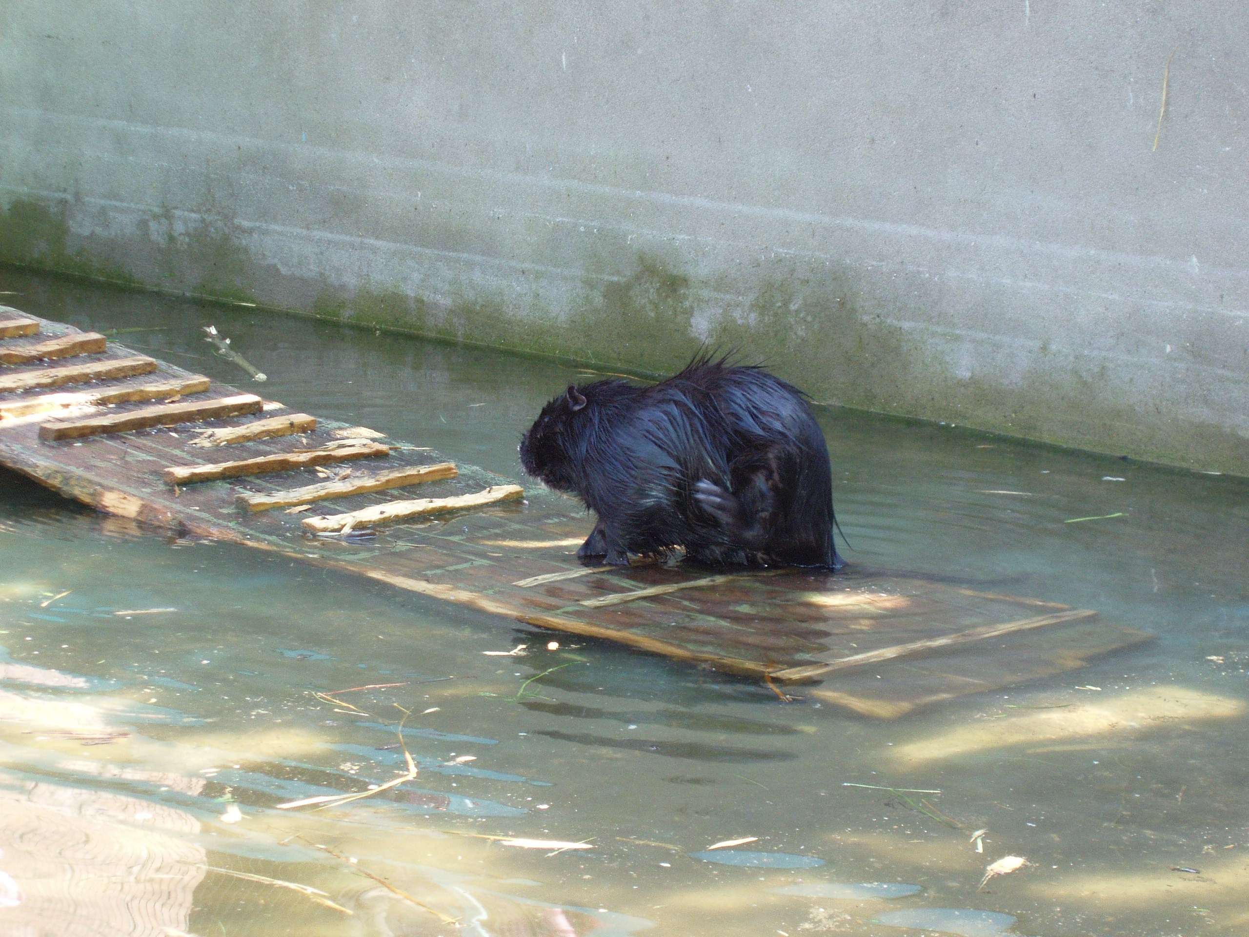 Роев Ручей 21.08.2005. Семейный, Свадебный фотограф СПБ Питер— Романова Екатерина