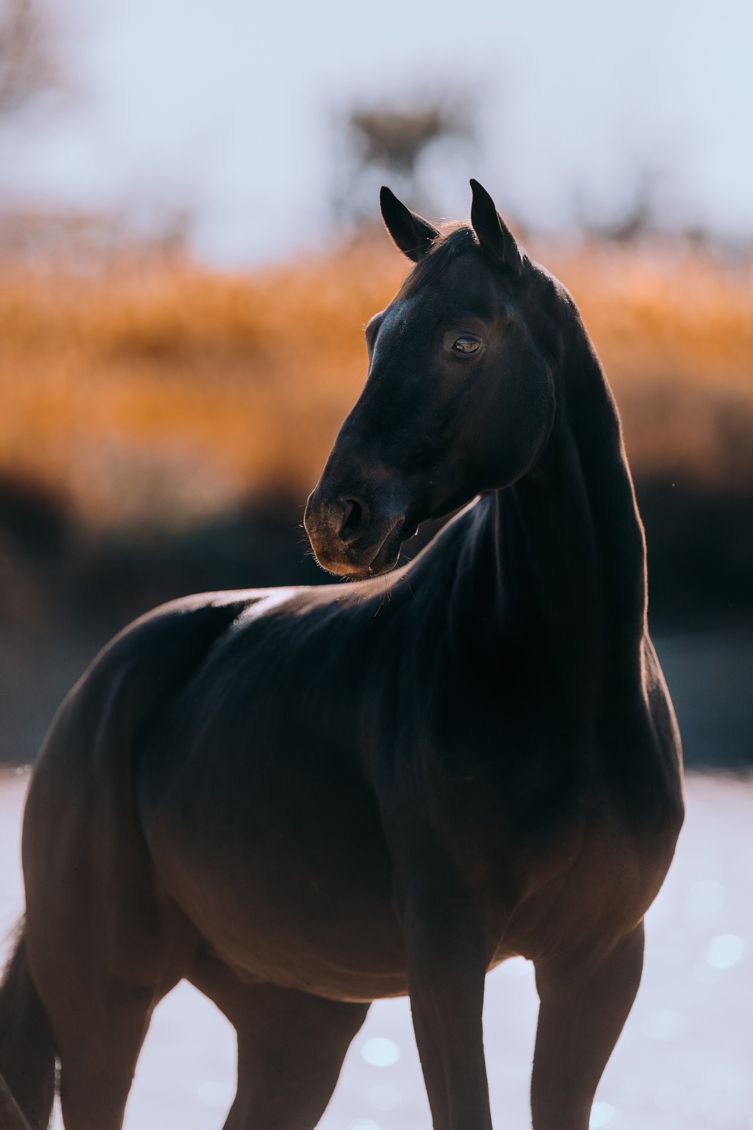 На природе. Фотограф-анималист Ксендзова Кристина