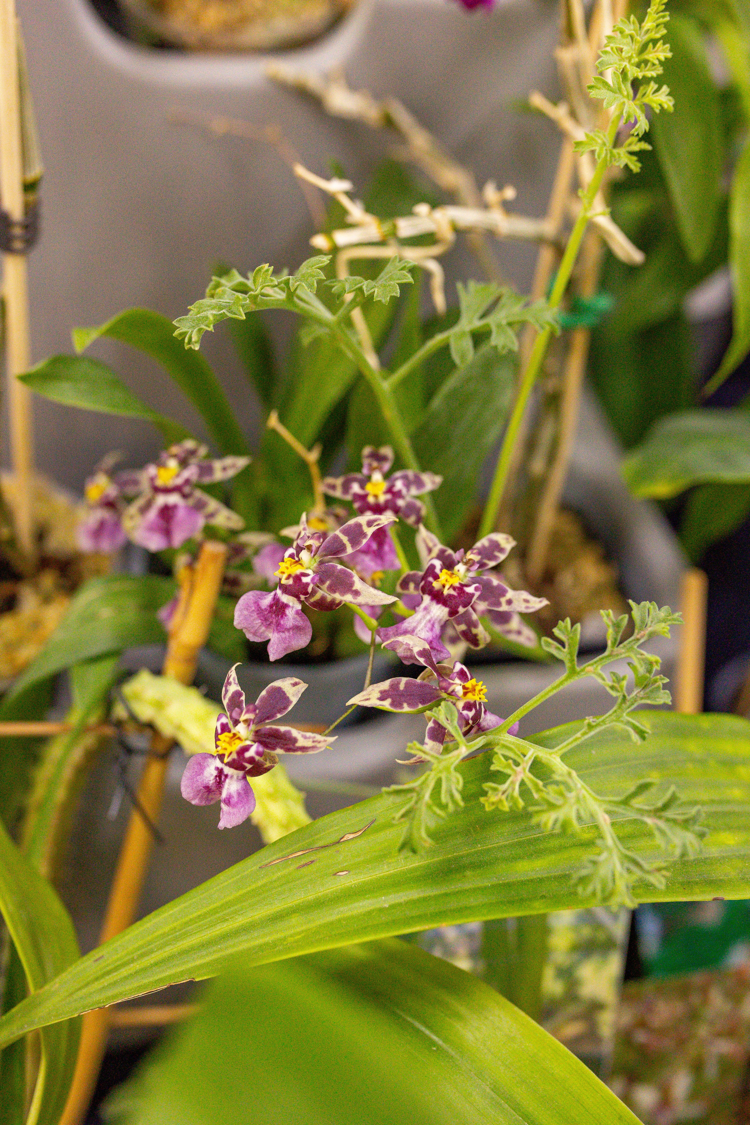 Орхидиум сентябрь 2025. Александра Куликова фотограф, Москва