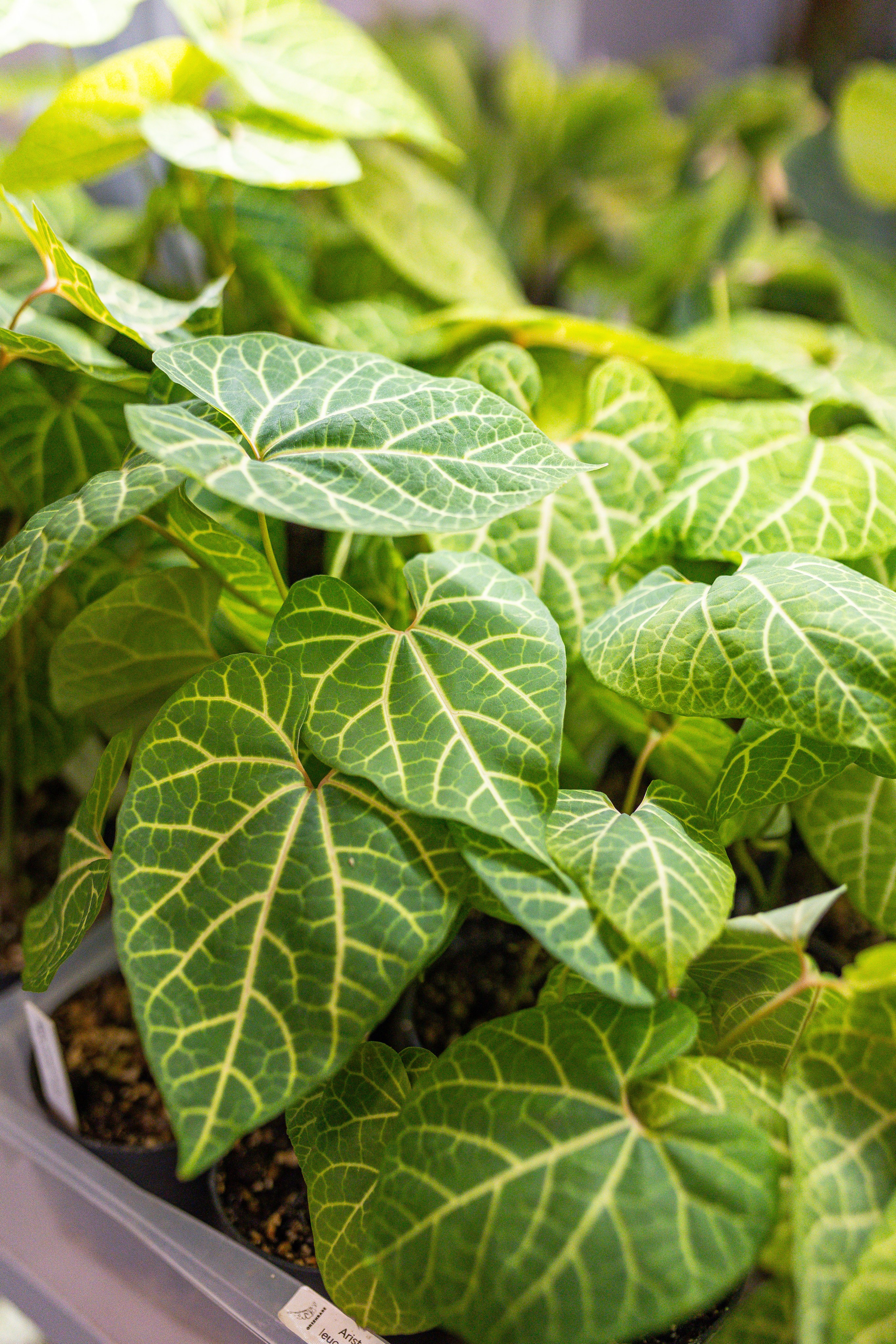 Ярмарка Green Rare 20.09.25. Александра Куликова фотограф, Москва