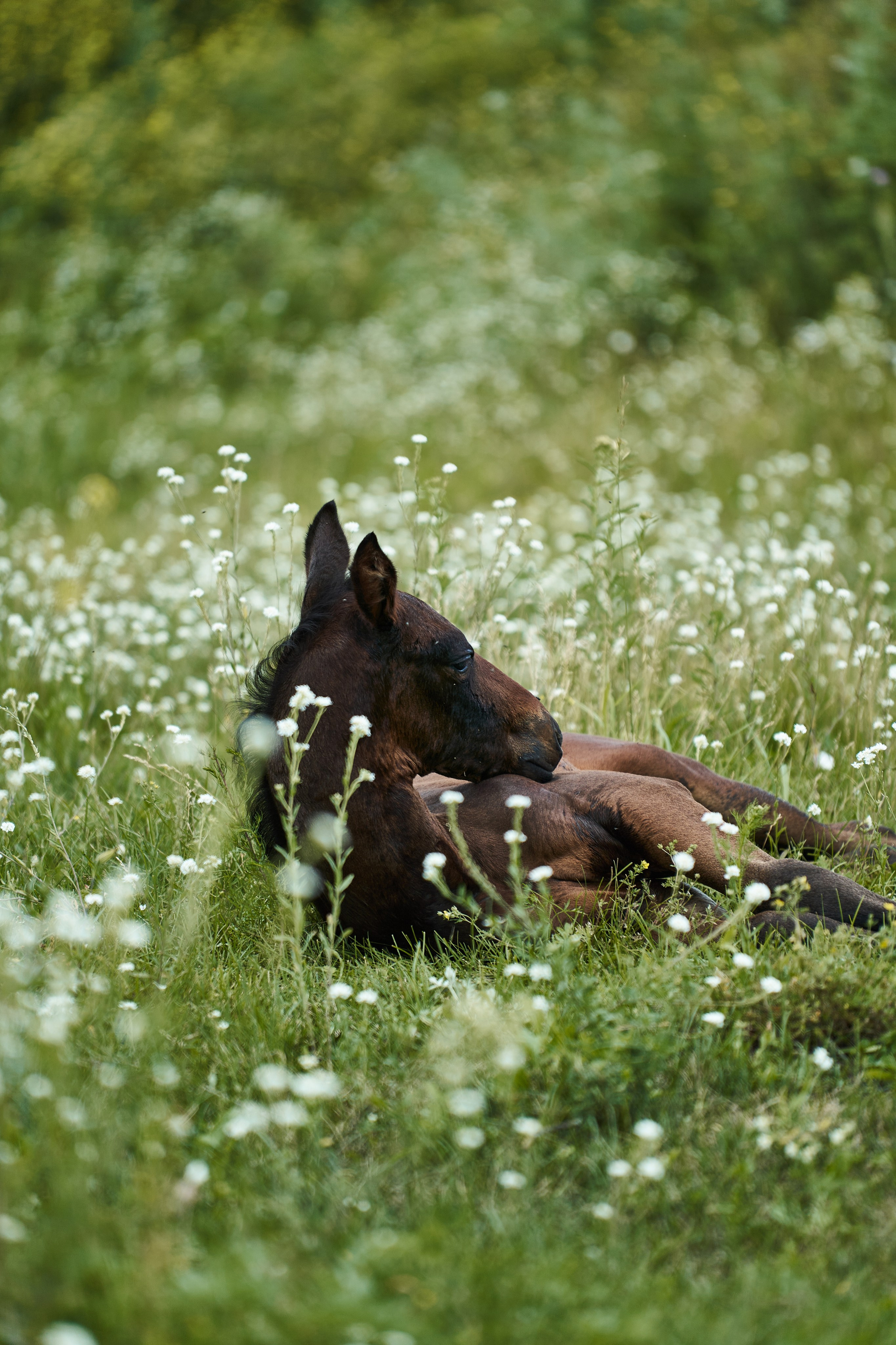 Жеребята КСОЦ «Свобода». Фотосессии с лошадьми в Москве, Новосибирске