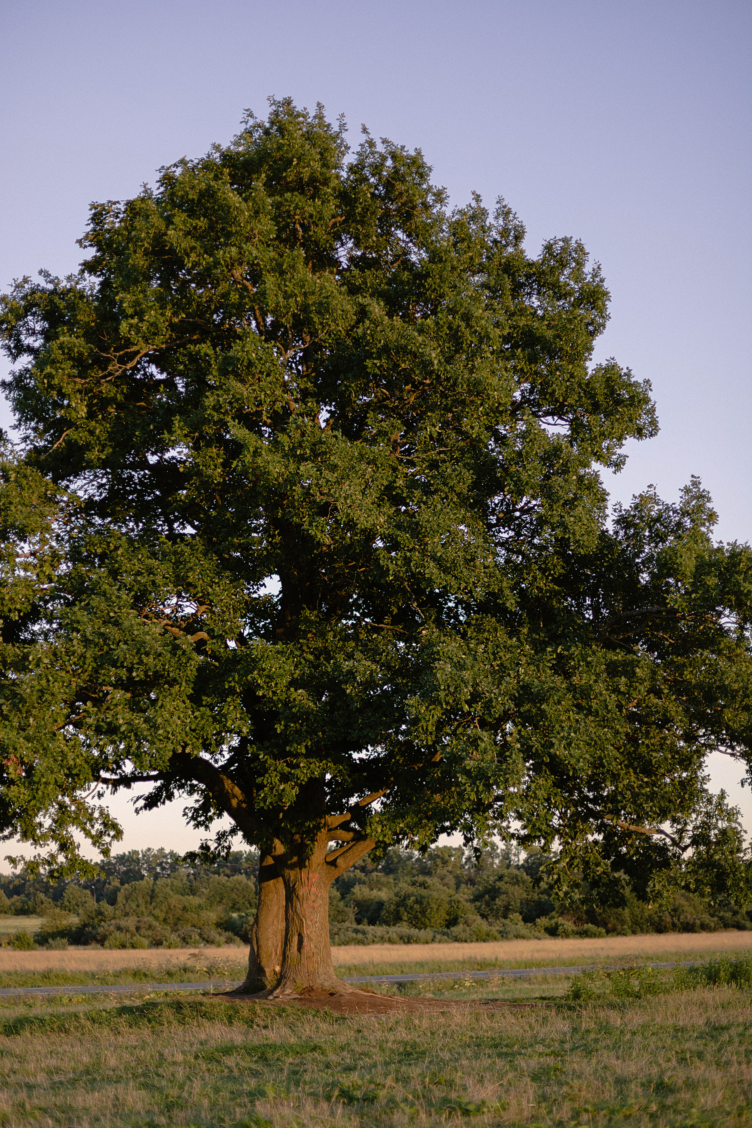 Алёна и Денис. Утонченный фотограф в Санкт-Петербурге Ксения Пелевина