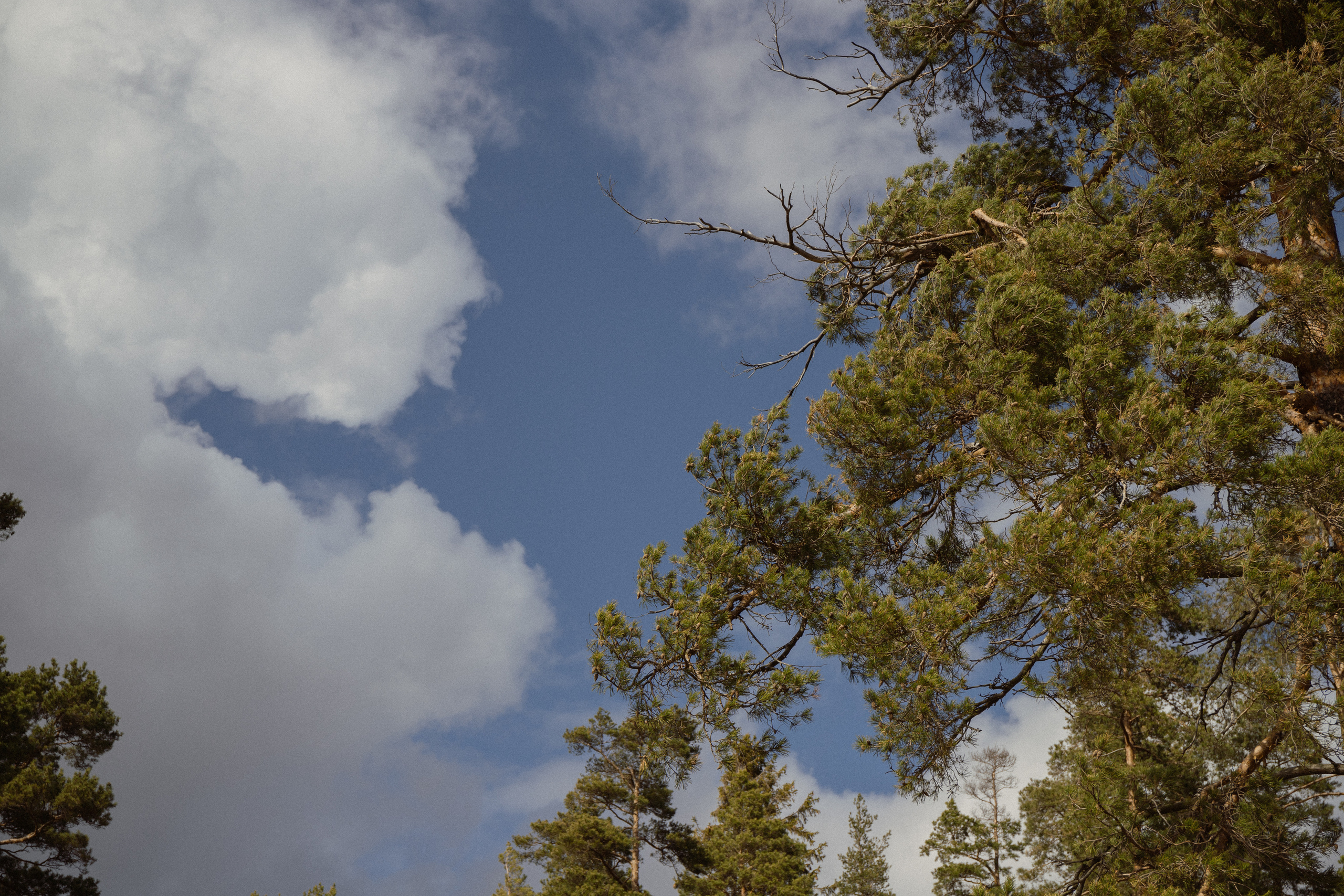 Илья и Екатерина. Утонченный фотограф в Санкт-Петербурге Ксения Пелевина