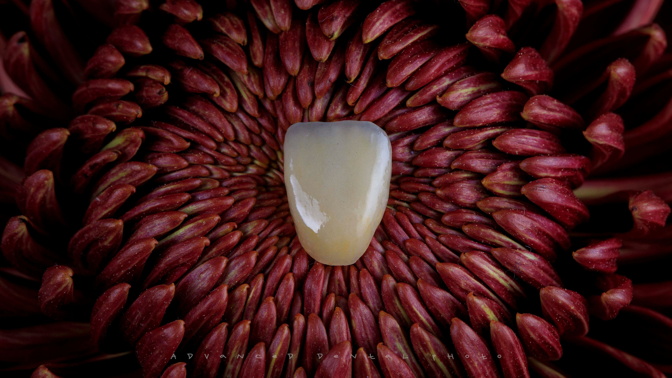 Арт. Дентал фотограф — видеограф Денис Дорошенко