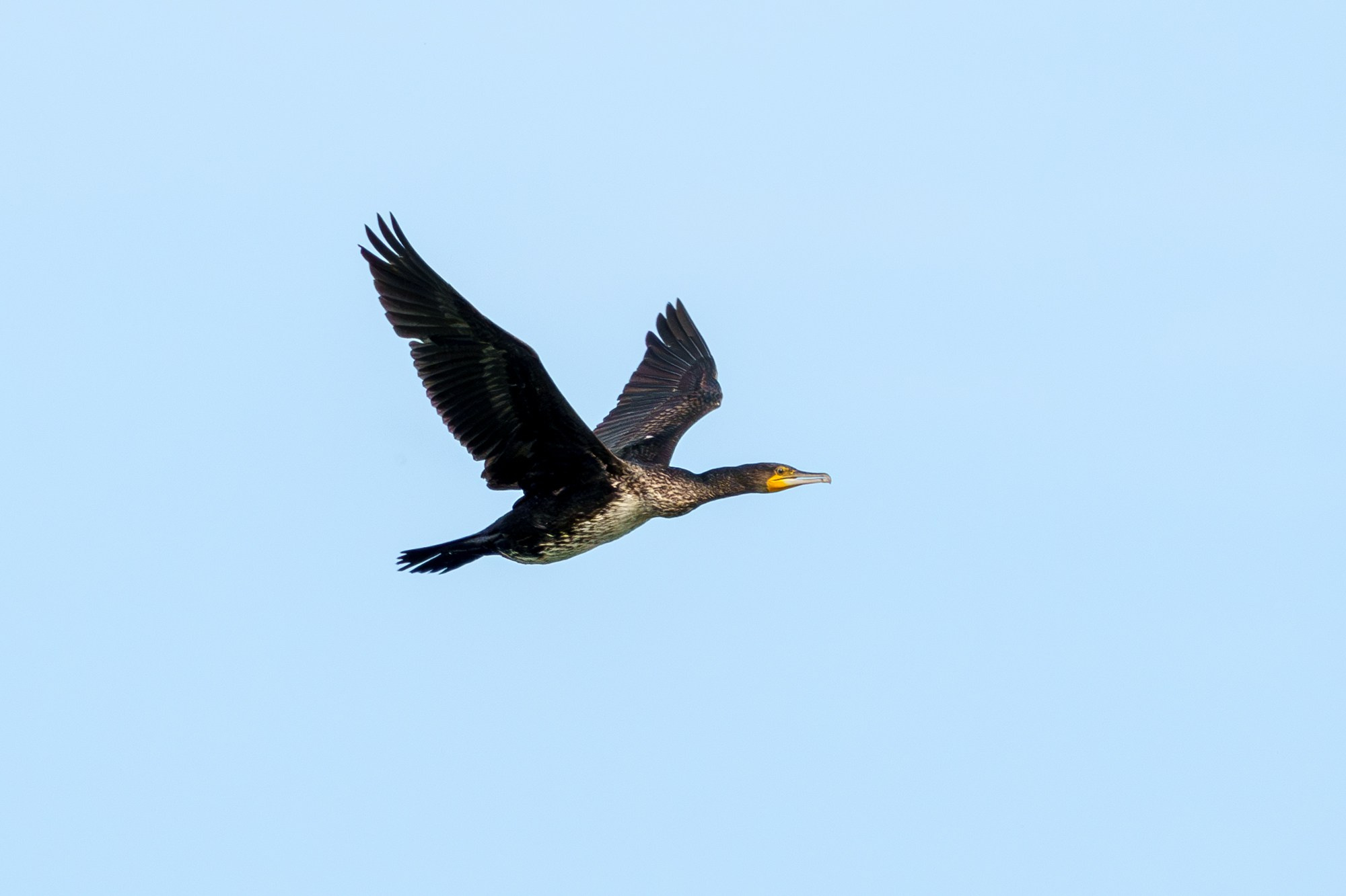 Удивительные мир птиц. Вокруг нас столько прекрасного — присмотритесь!. Ваш личный фотограф Марина Волкова