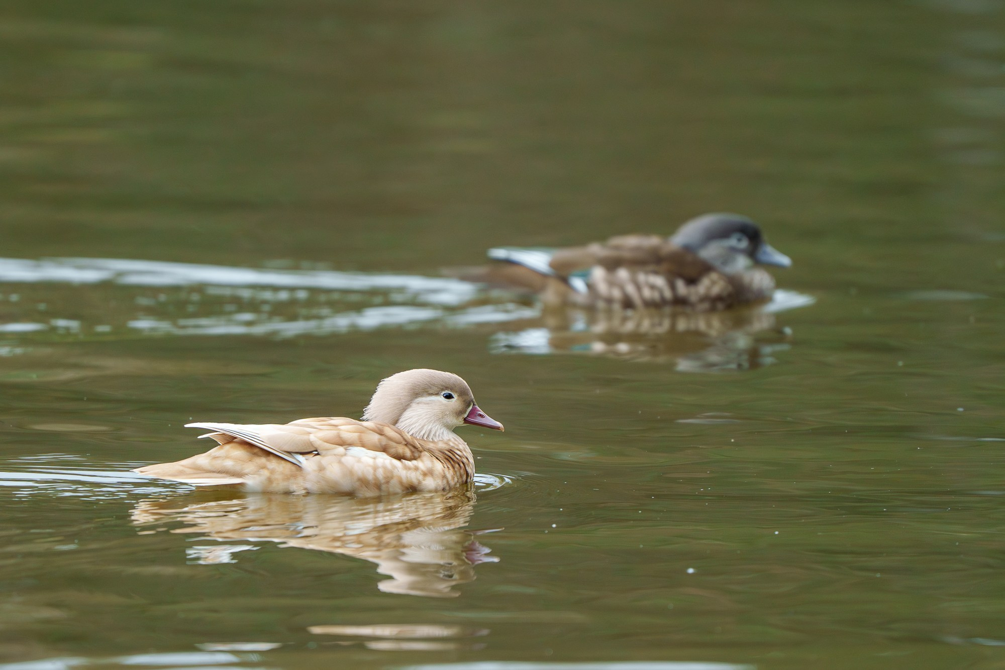 Удивительные мир птиц. Вокруг нас столько прекрасного — присмотритесь!. Ваш личный фотограф Марина Волкова