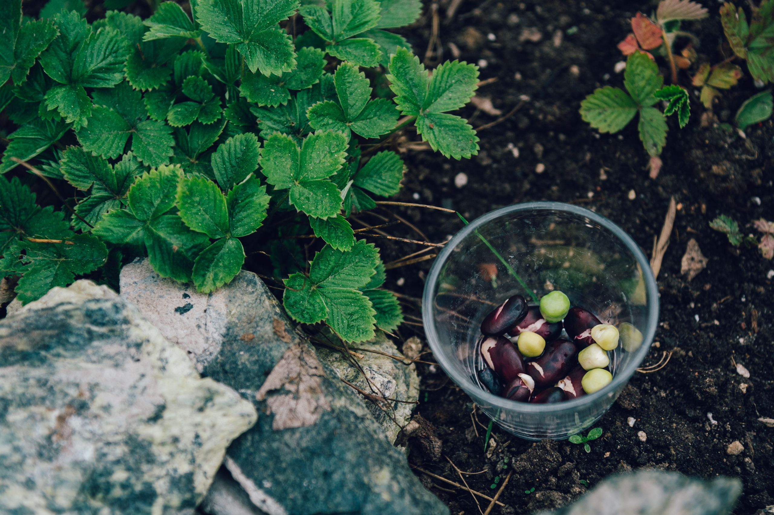 Лето располагает ко всяким резвостям и дерзостям на свежем воздухе. Зовите нас в на съемки в свои загородные резиденции!. Семейный фотограф в Москве Елена Снегирева