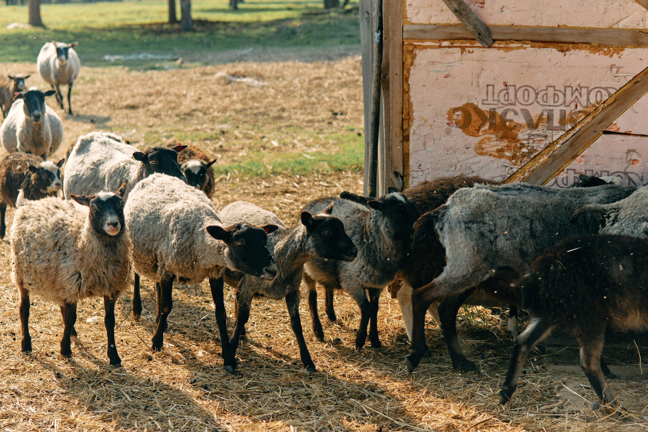 Бутик-отель Поле летом. Профессиональный Фотограф во Владимире, в Москве и в Суздале — Полина Романычева