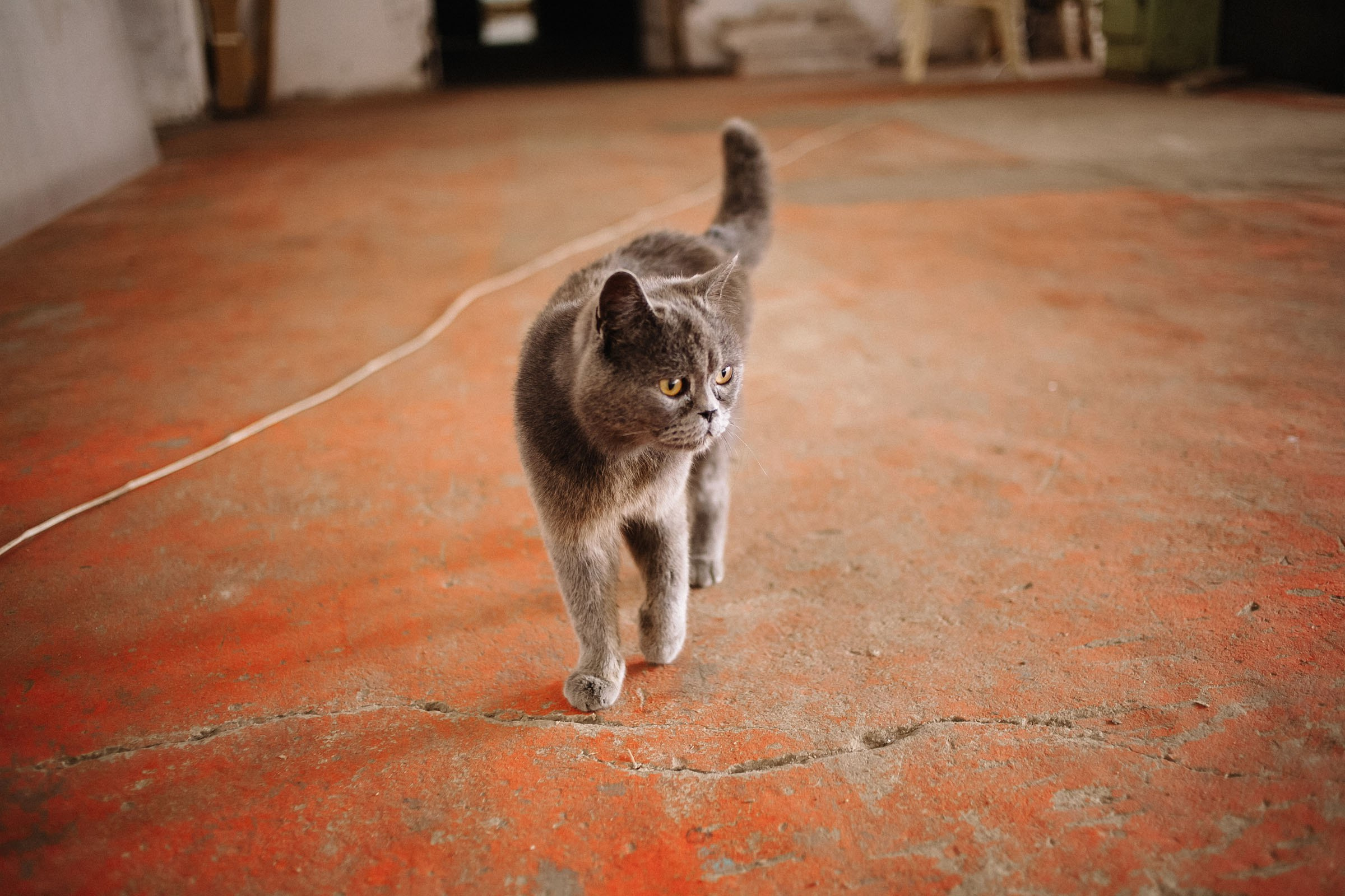 Фестиваль чая и практик в арт-усадьбе Гулица. Семейный и свадебный фотограф в Майкопе Михаил Мартиросян