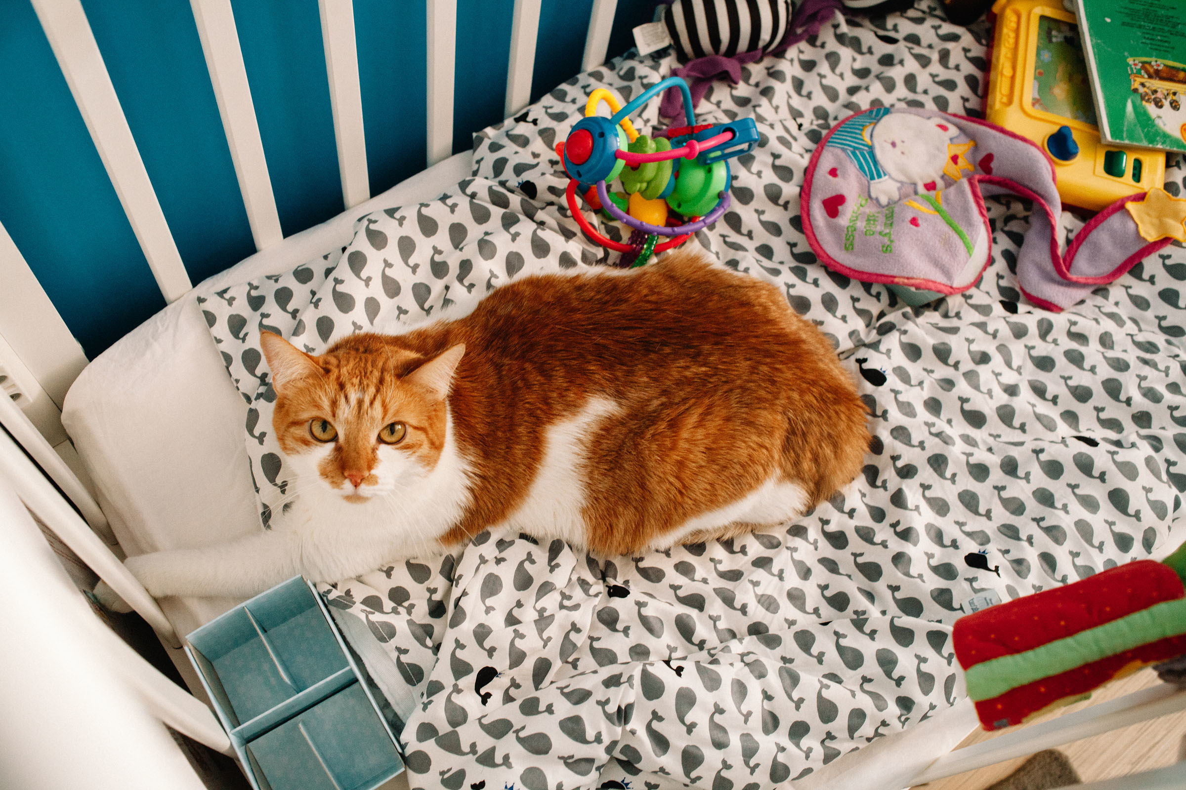 День рождения ребёнка. Семейный и свадебный фотограф в Майкопе Михаил Мартиросян