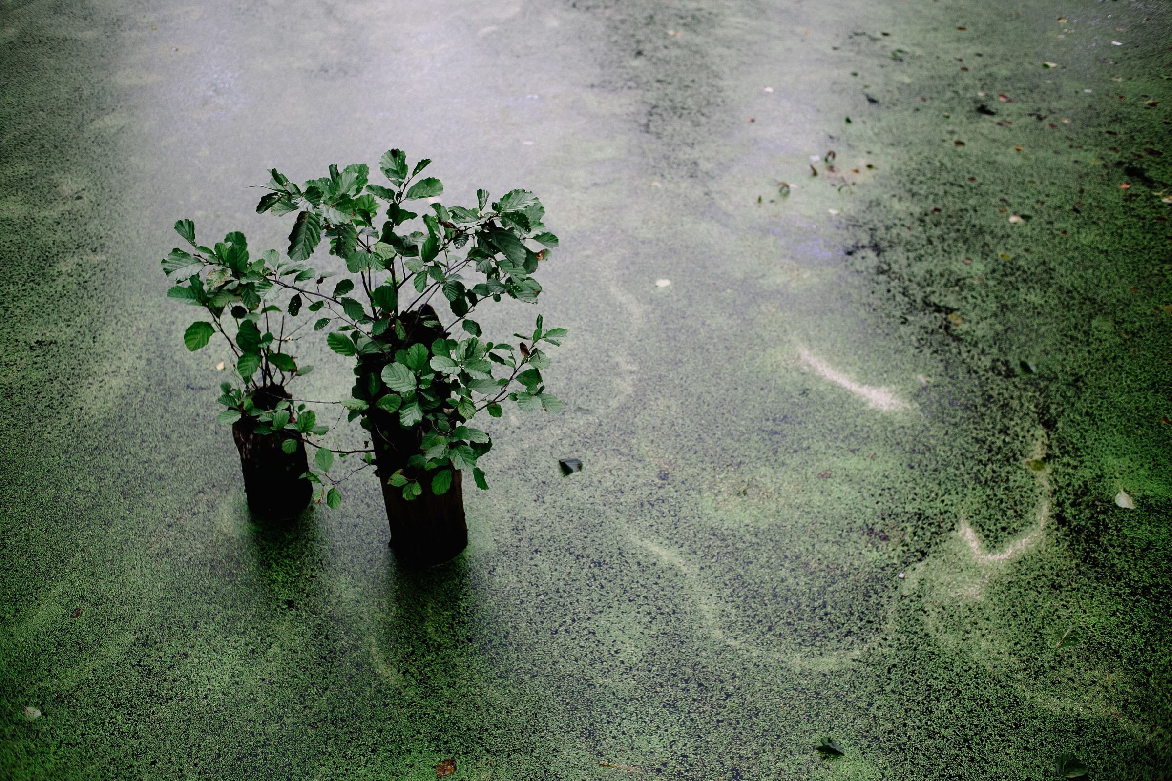 Фестиваль чая и практик в арт-усадьбе Гулица. Семейный и свадебный фотограф в Майкопе Михаил Мартиросян