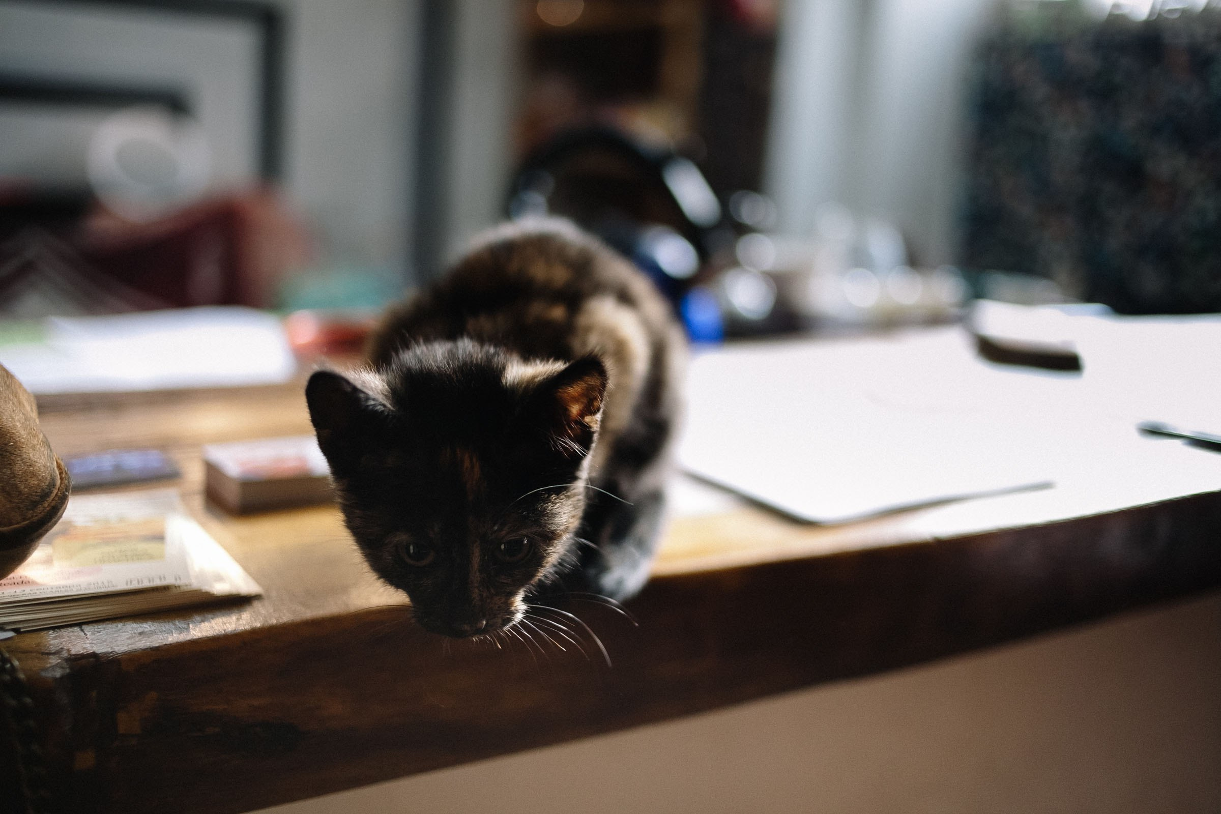 Фестиваль чая и практик в арт-усадьбе Гулица. Семейный и свадебный фотограф в Майкопе Михаил Мартиросян
