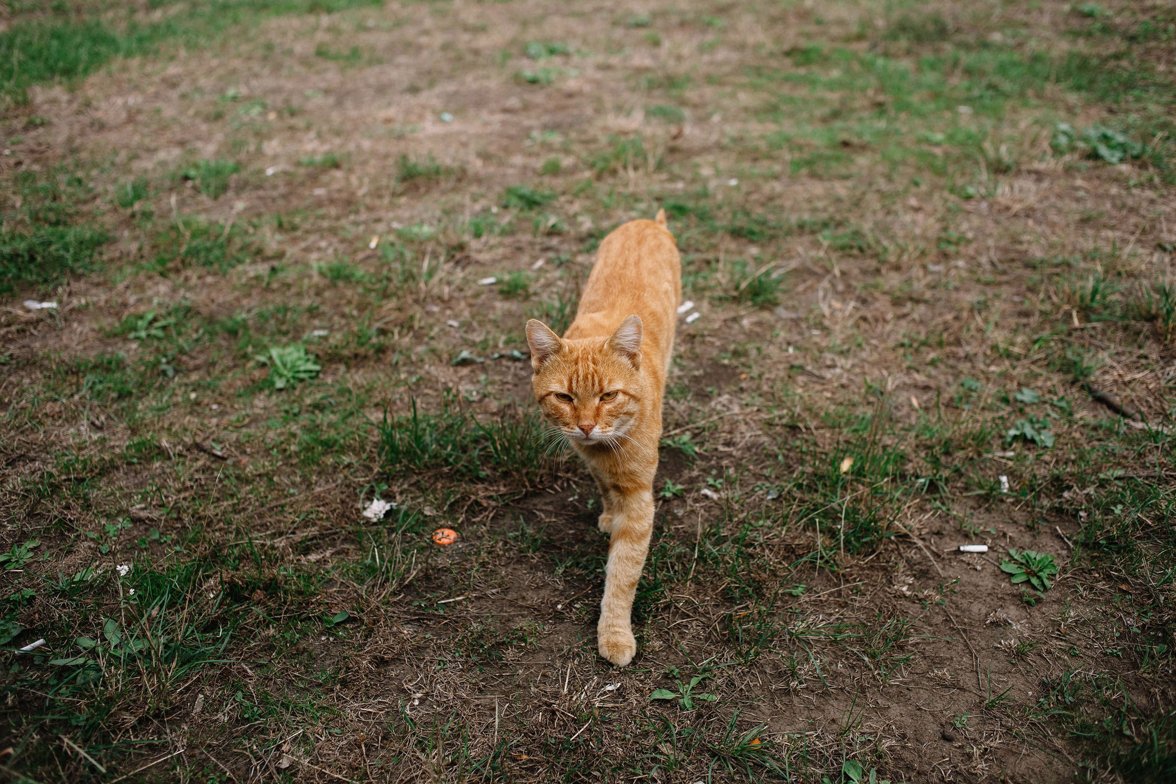 Ира + Женя. Семейный и свадебный фотограф в Майкопе Михаил Мартиросян
