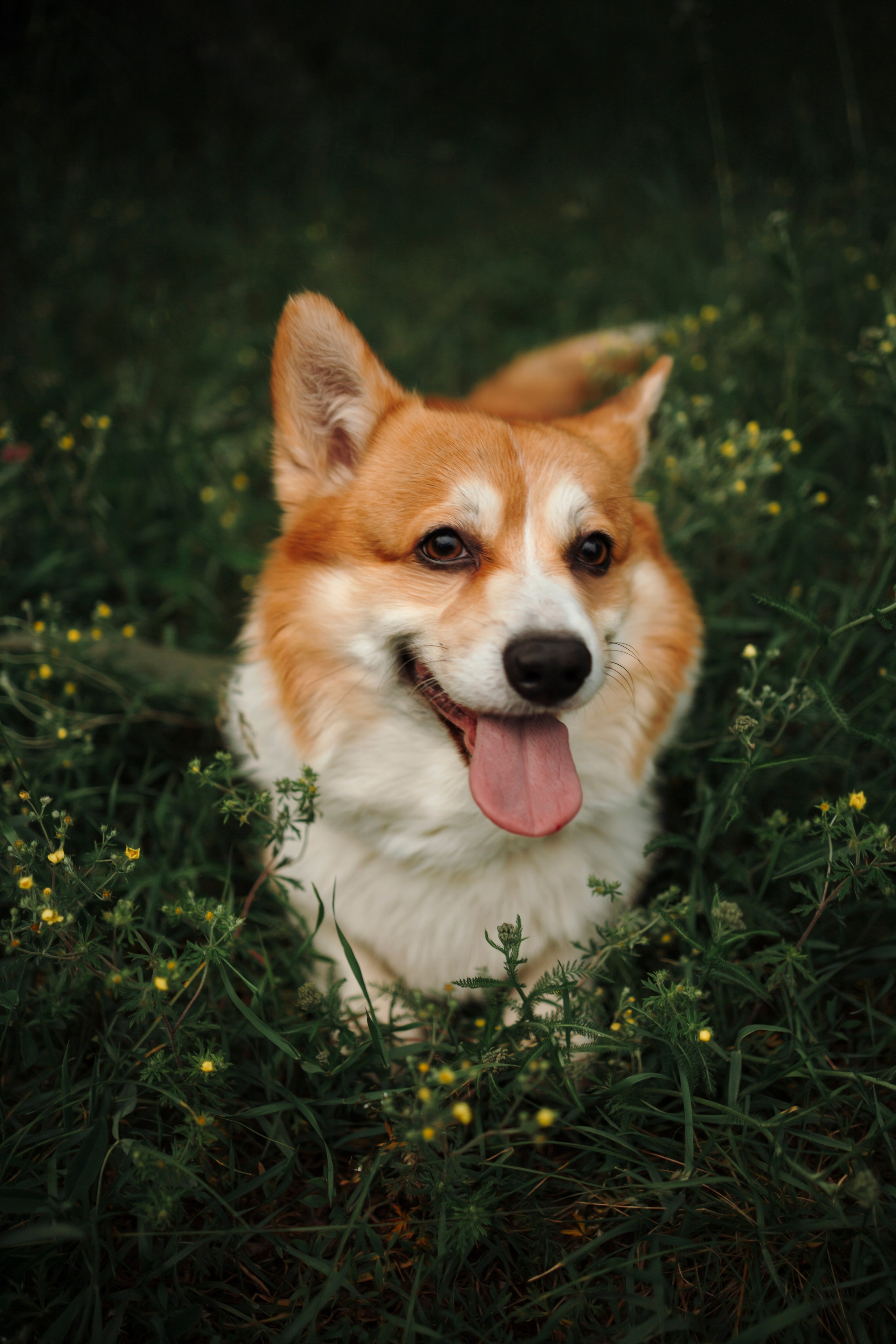 Даша и корги Рудик. Фотограф-анималист в Санкт-Петеребурге Титова Алиса