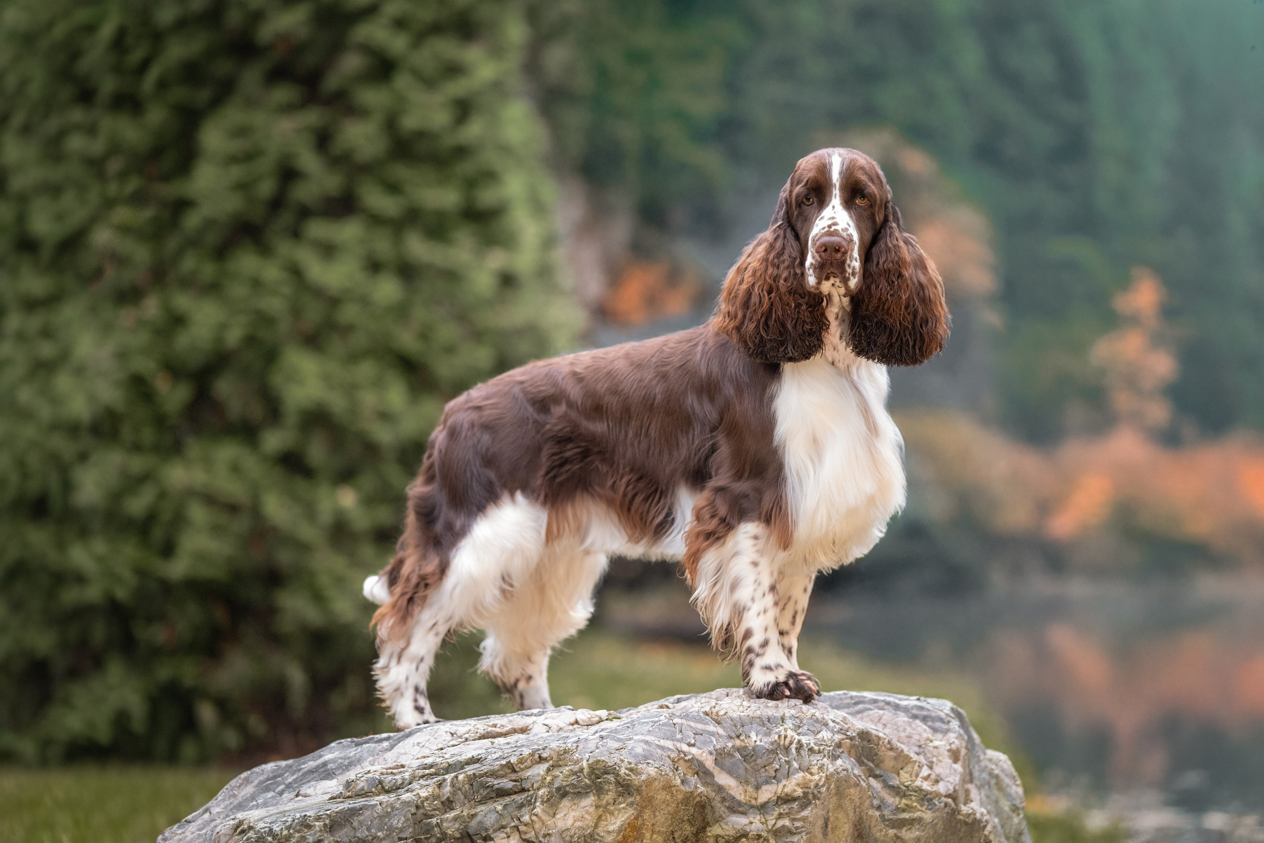Дон для Натальи!. Зоофотограф, фотограф животных в Москве и области Дина Дамоцева