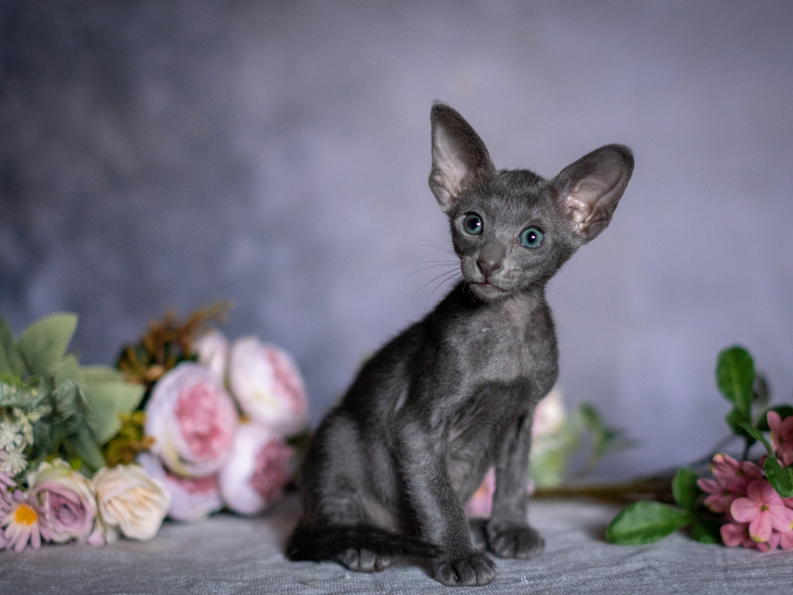 Веселая компания для Аллы) французы флаффи, пудели, ориенталы. Зоофотограф, фотограф животных в Москве и области Дина Дамоцева