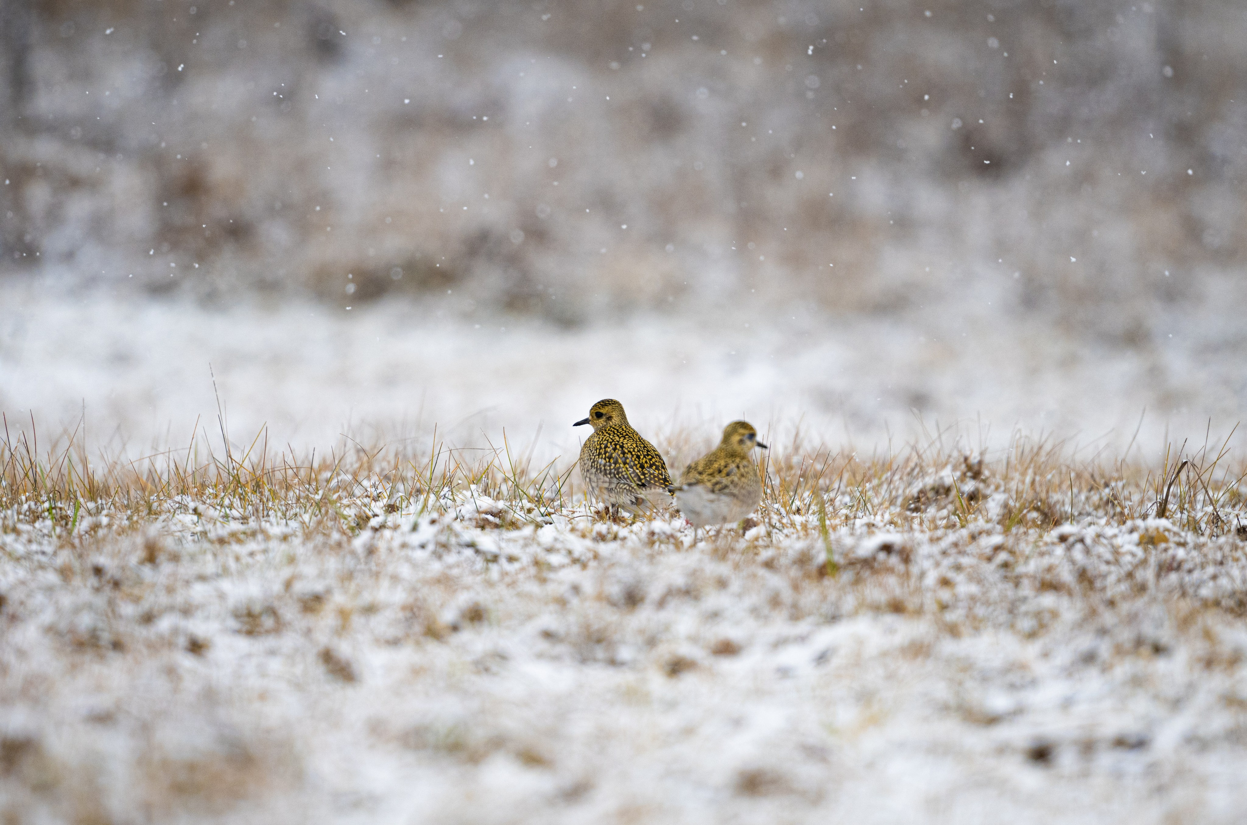 Фотограф Дмитрий ЛЯШЕЕВ
