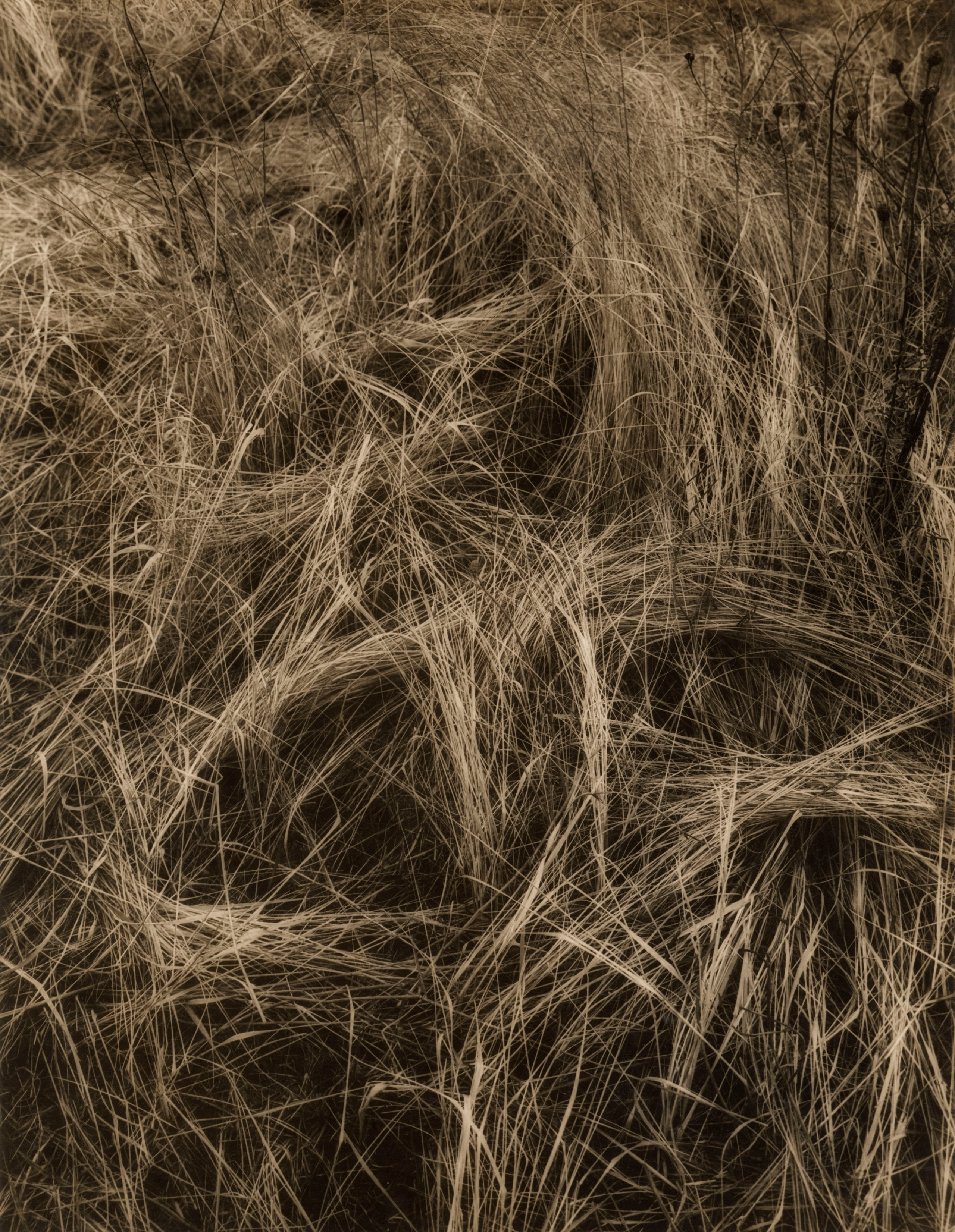 Sepia. Gueorgui Pinkhassov