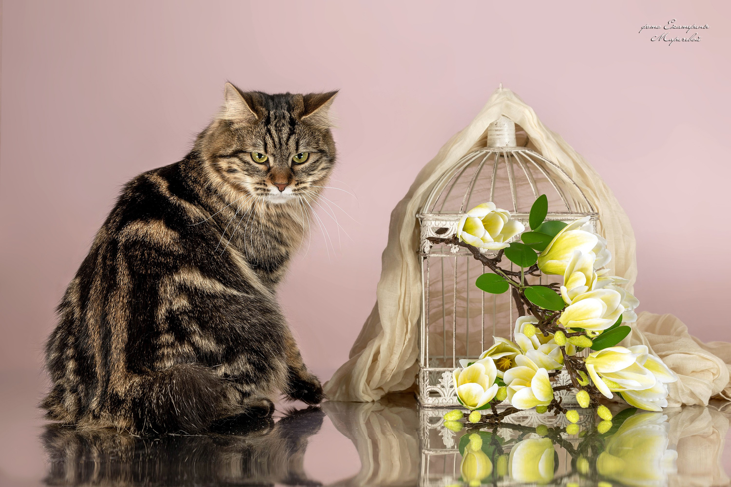 Стендовая съёмка на выставках кошек. Фотограф-анималист в Омске Екатерина Маричева