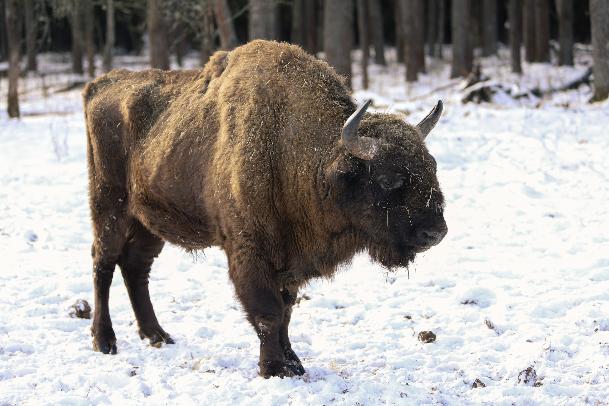 Брянский лес. «Книжка с картинками» Фотограф Наталья Цыбина