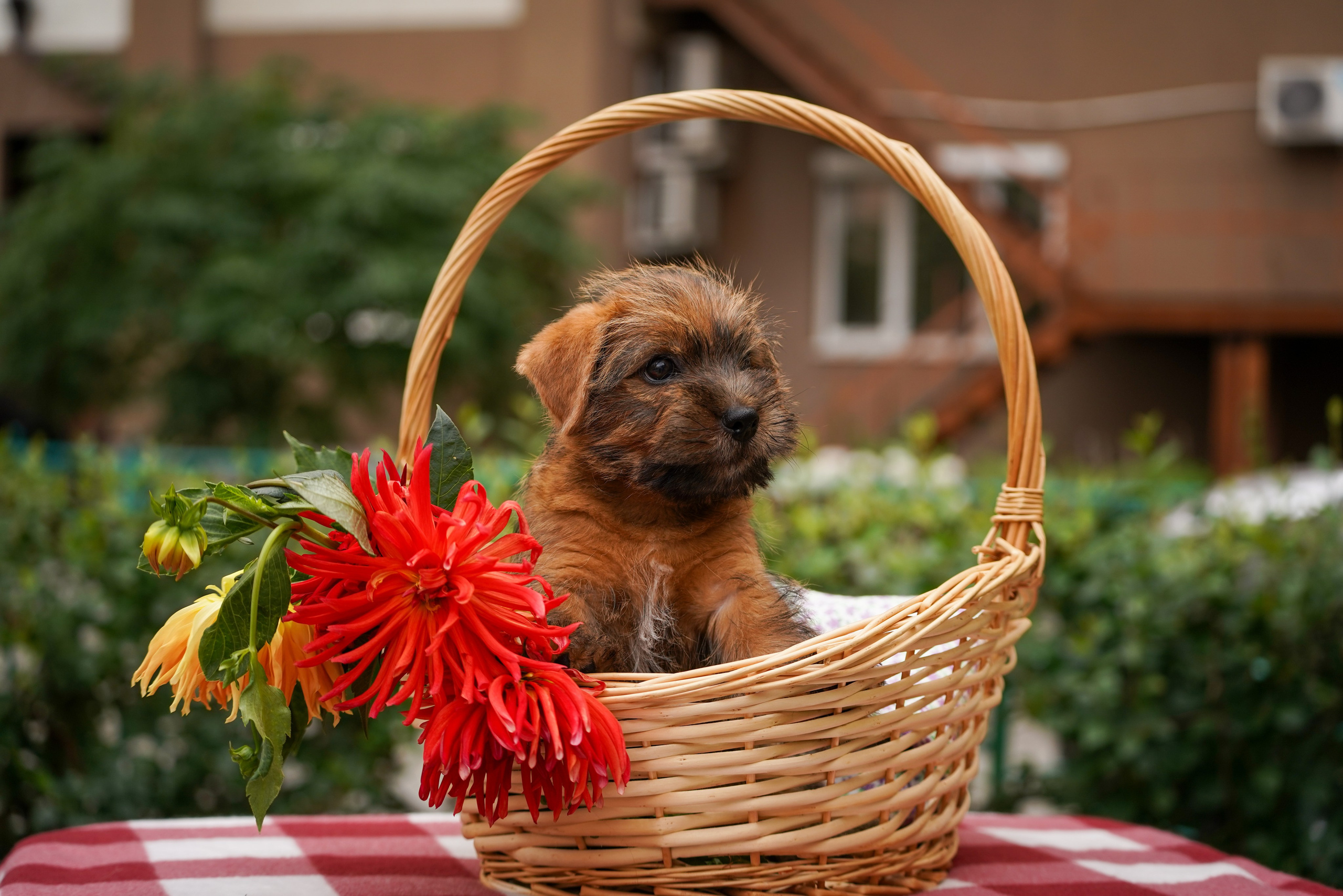 Норфолк-терьер. Фотограф-анималист Анастасия Большакова