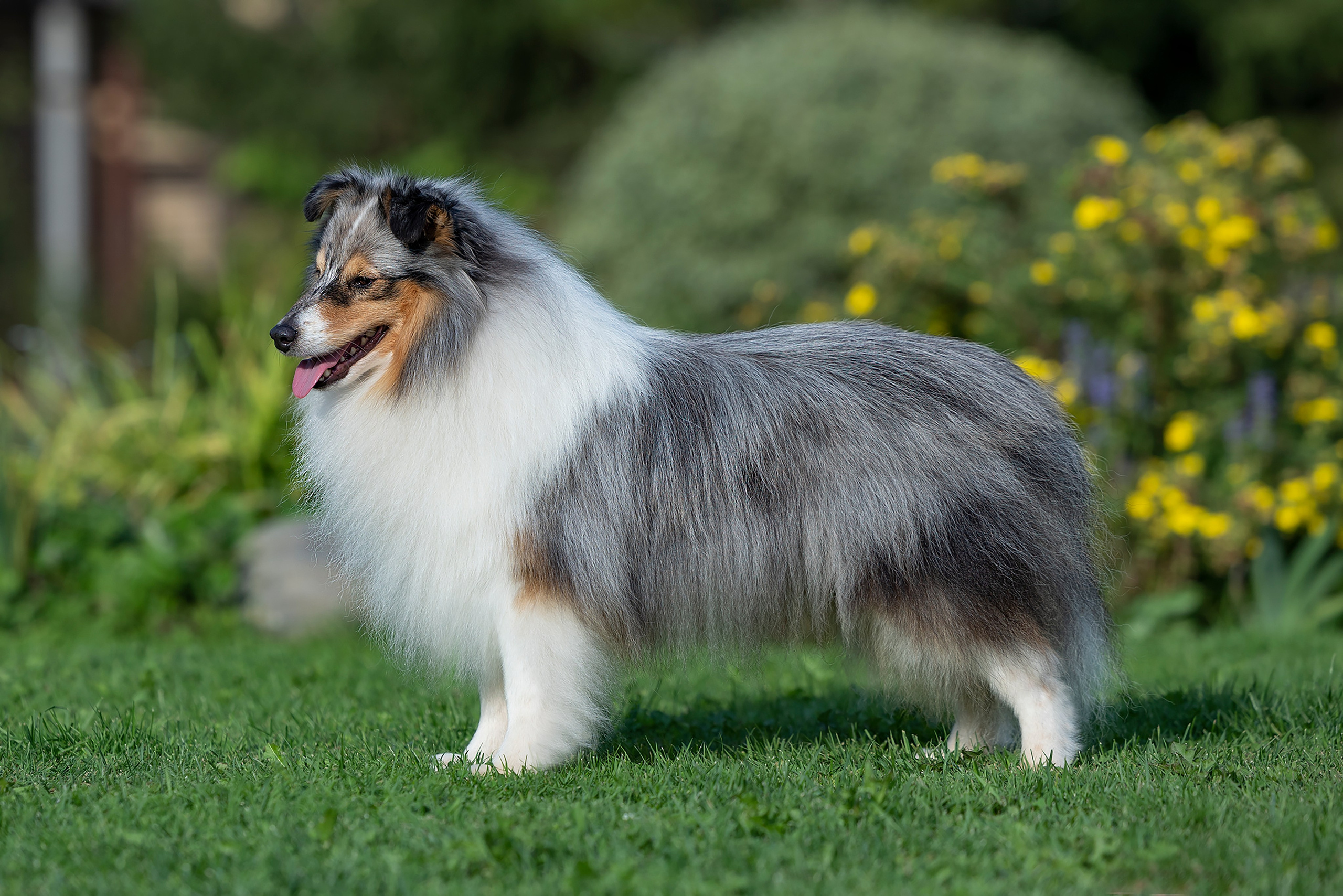 Питомник Кэтрин’с. Мои работы