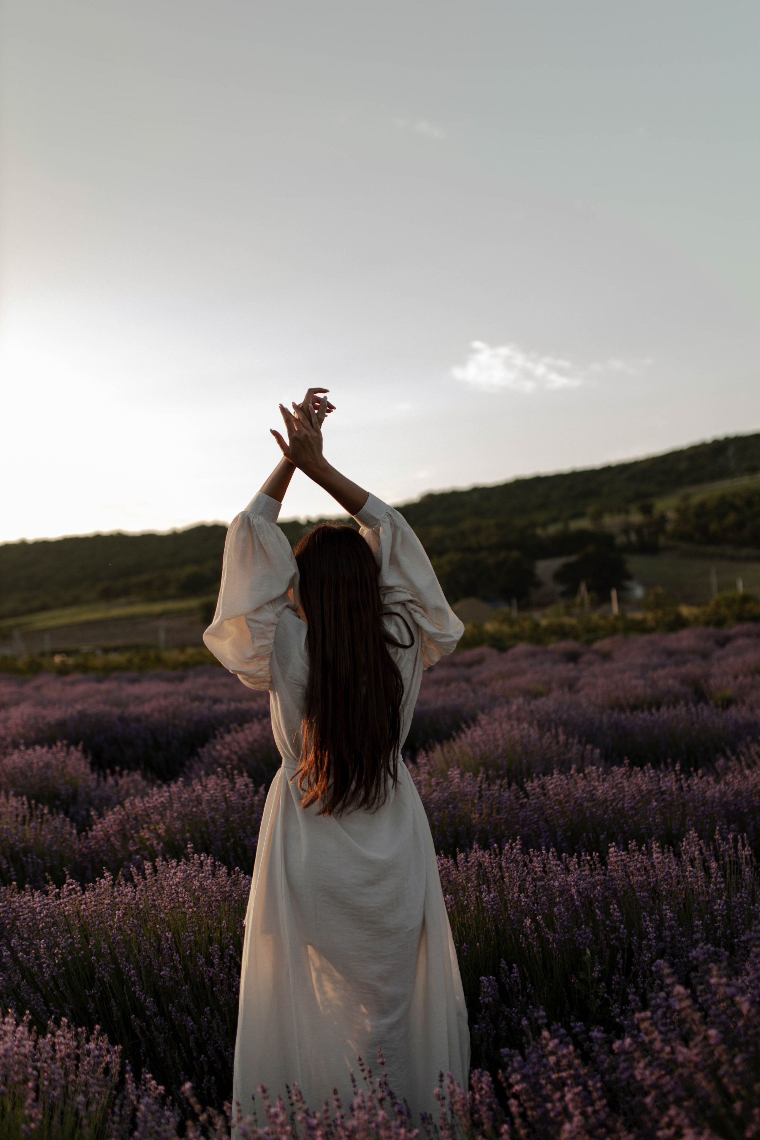 Лаванда. Фотограф Трифон Мира