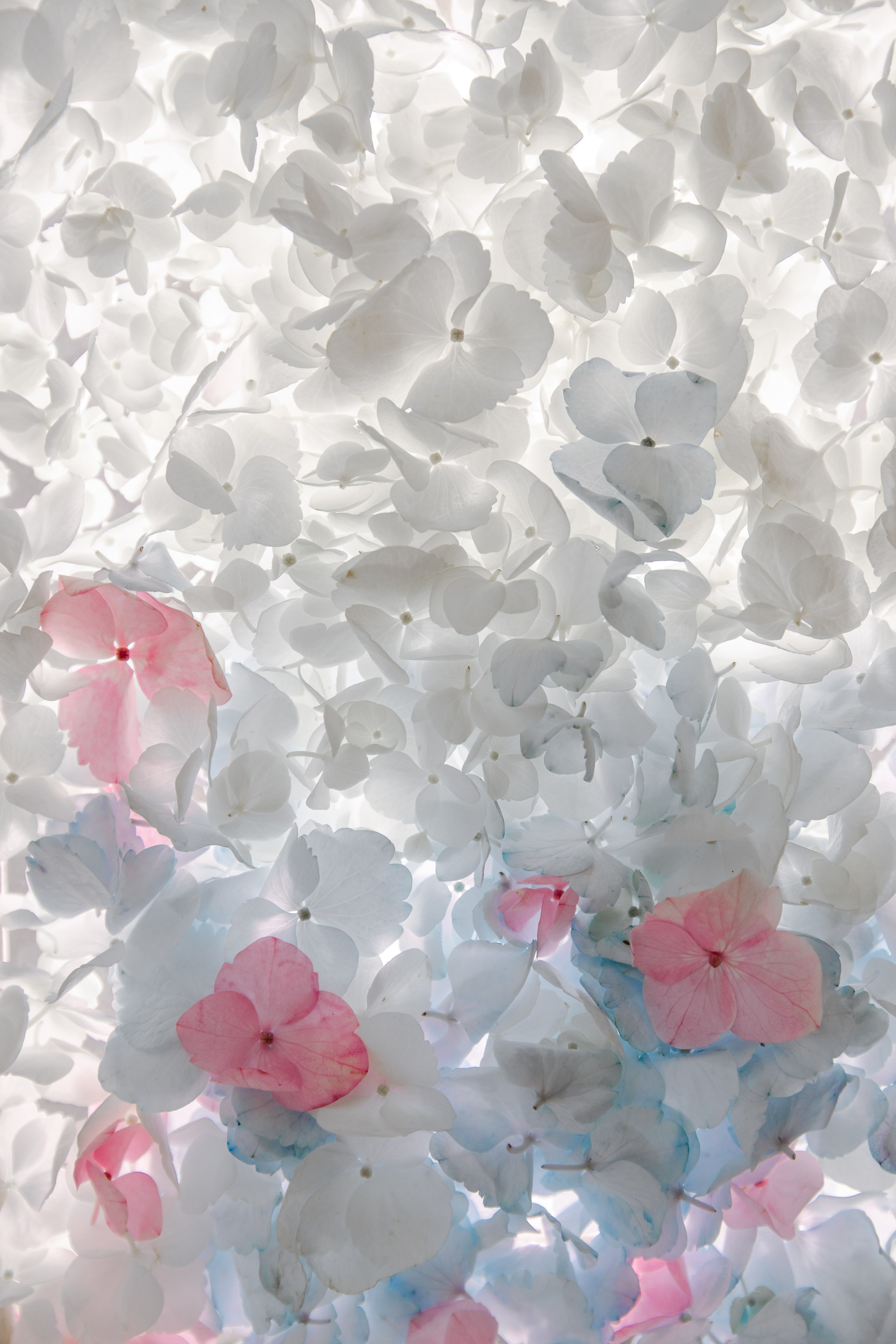 Тычинки и пестики