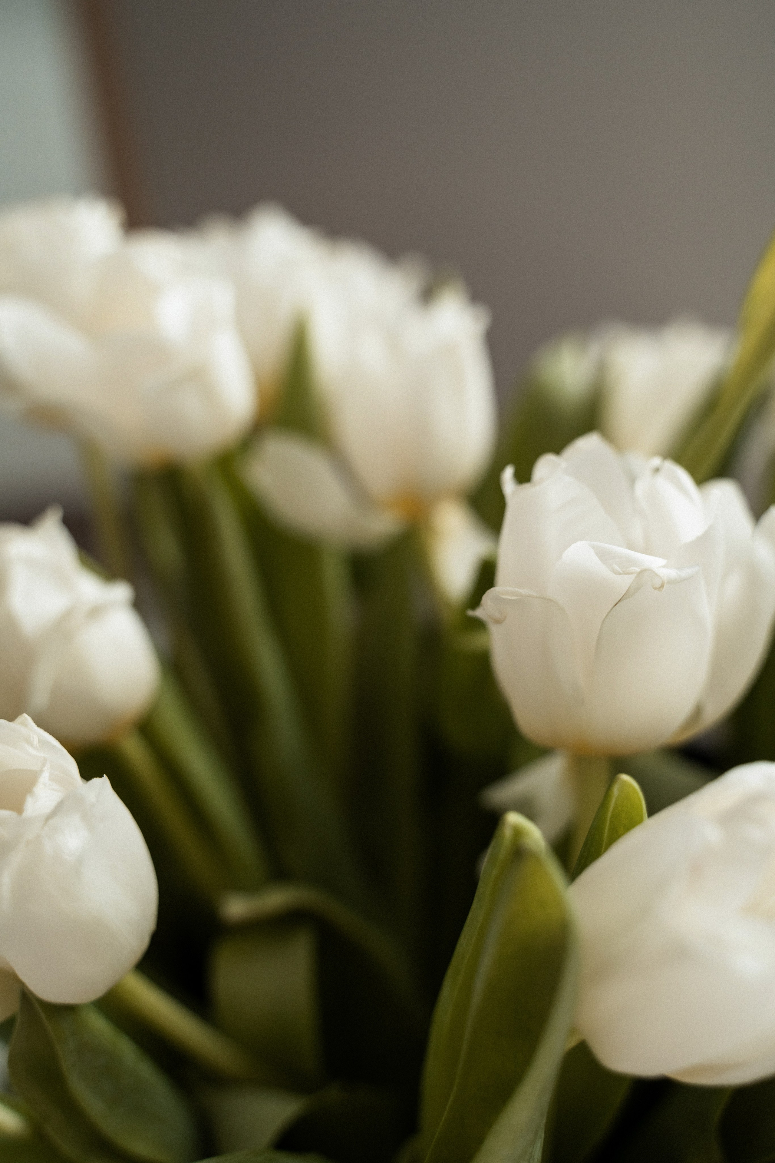 Кления. Фотограф Алина Филимонова Тверь