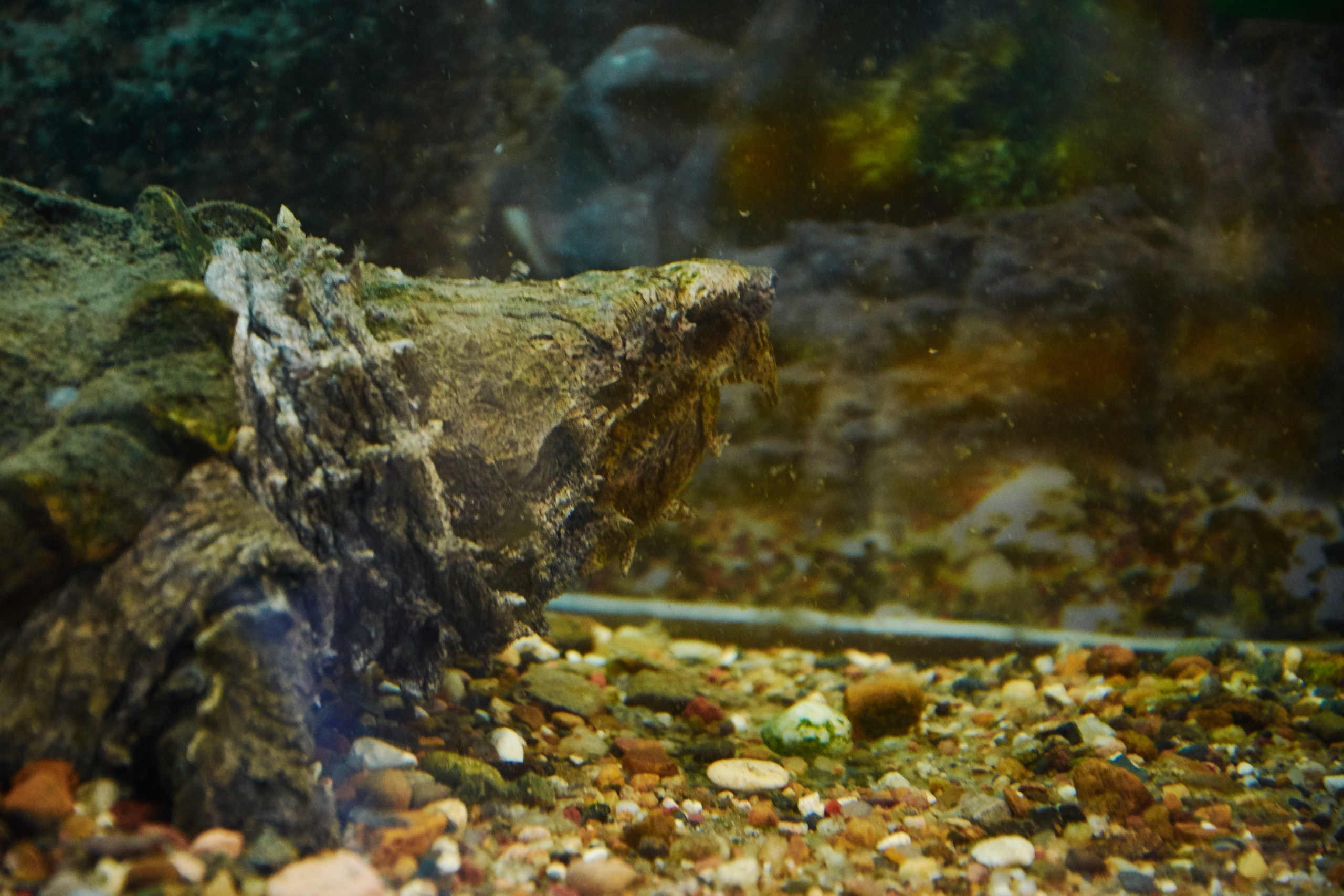 Костромской экзотариум. Ольга Чёкотова (Фотограф Кострома)