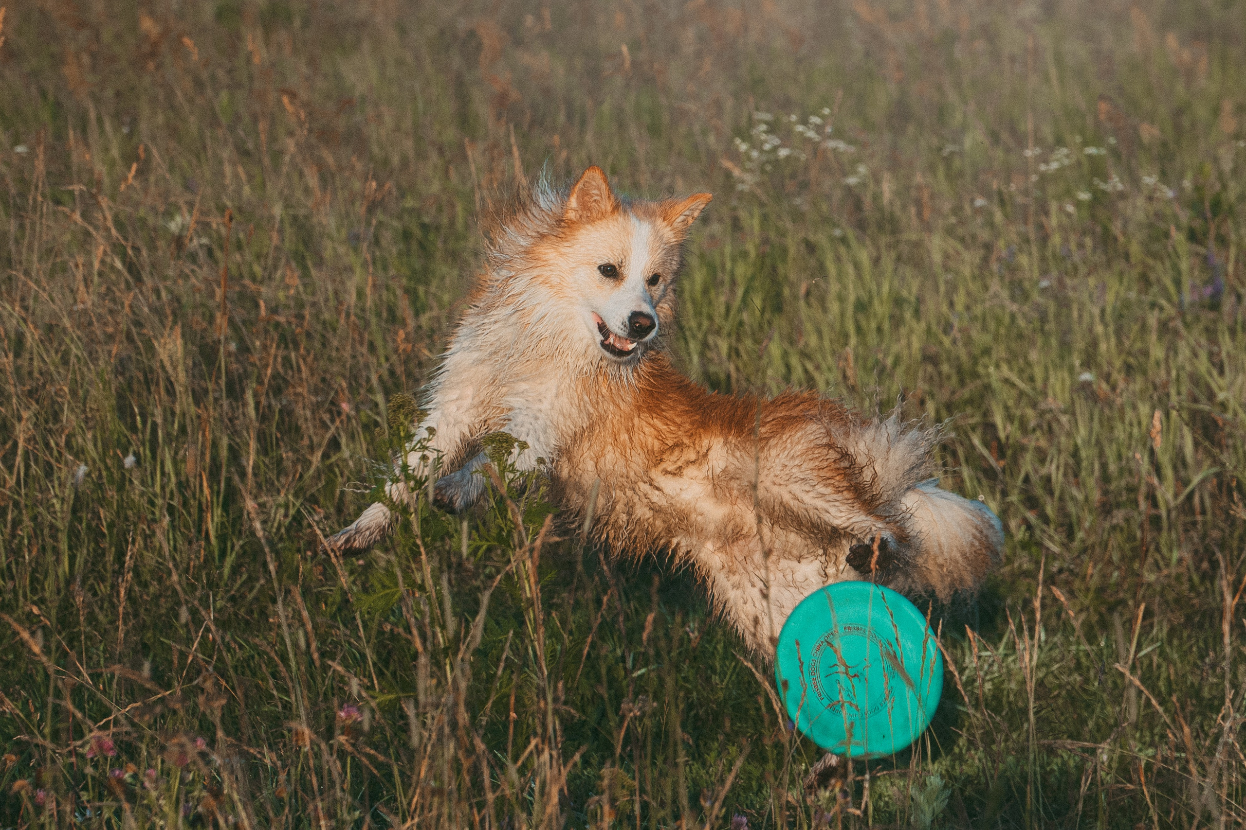 Рина и Марси. Фотограф анималист в Москве и Санкт-Петербурге Свиридова Анна