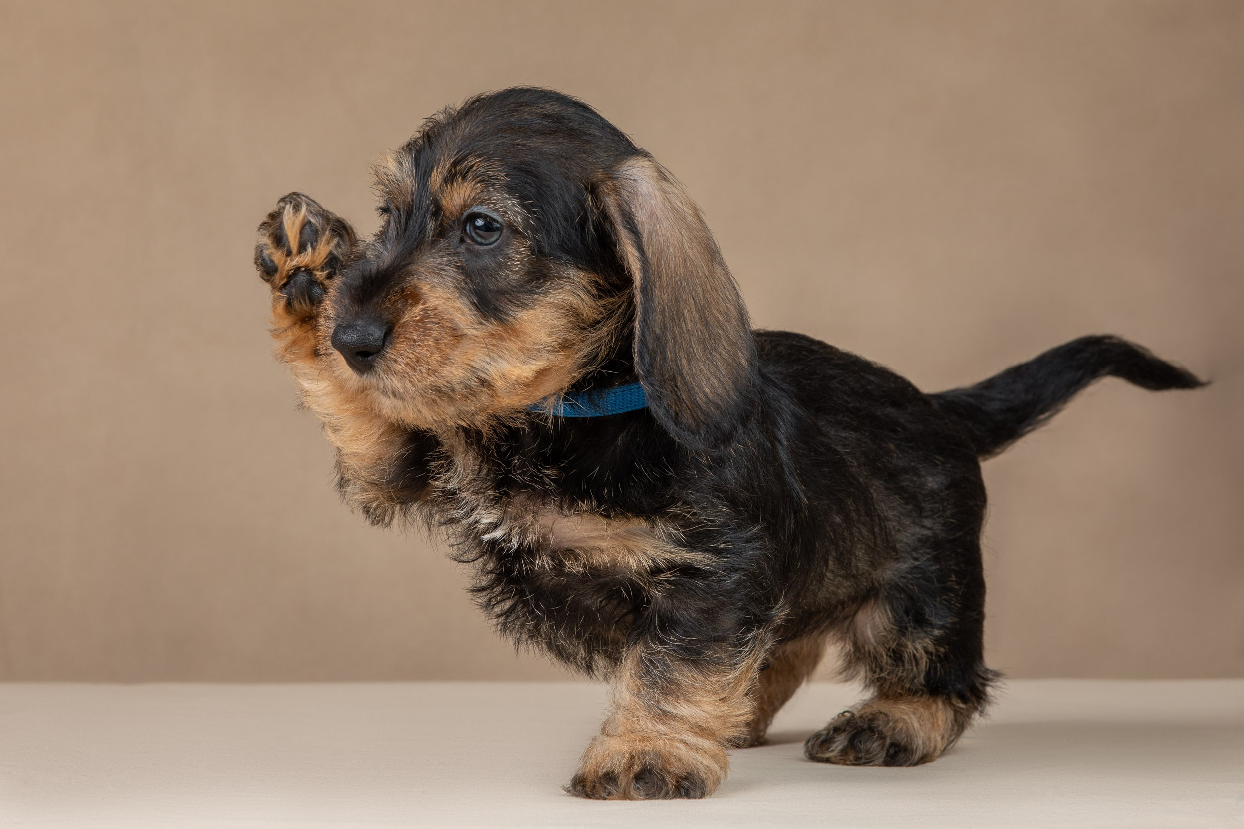 Съемка щенков жесткошерстной таксы на бежевом фоне в ящике. Фотограф-анималист в Москве и Московской области Татьяна Фролова