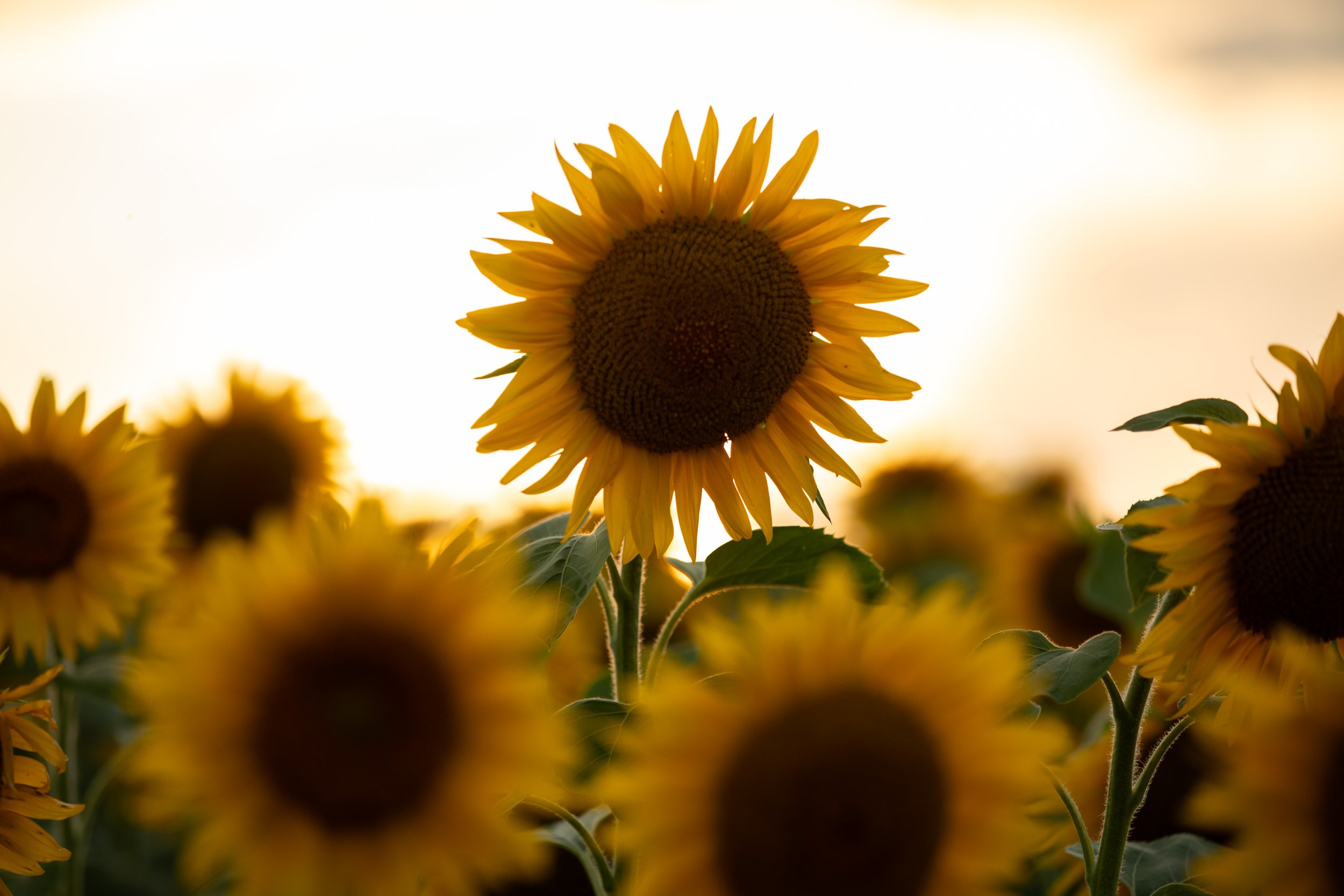 Фотосъёмка в поле подсолнухов на закате. Фотограф-анималист в Москве и Московской области Татьяна Фролова