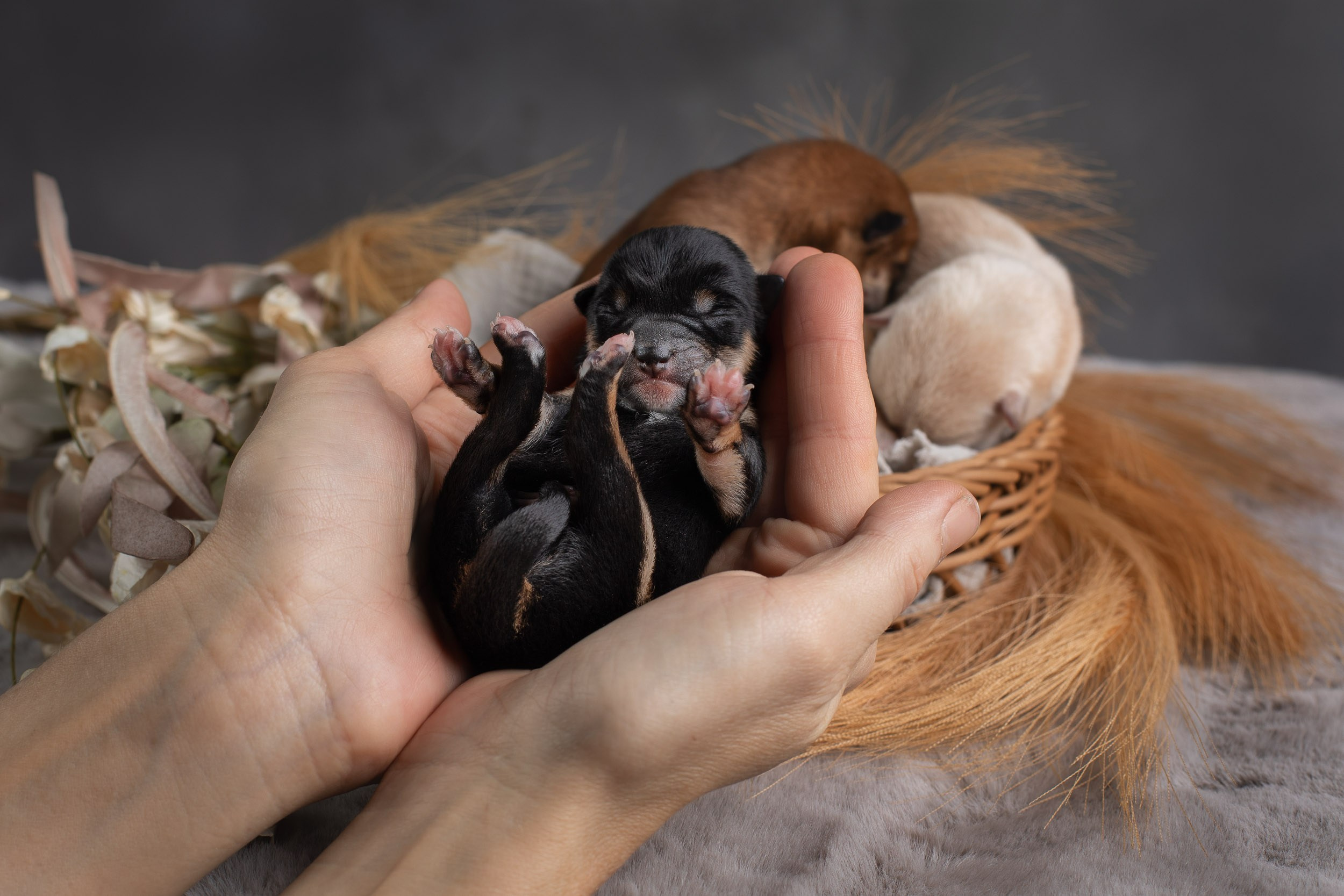 Ньюборн съемка для помета новорожденных щенков мамесиба. Фотограф-анималист в Москве и Московской области Татьяна Фролова