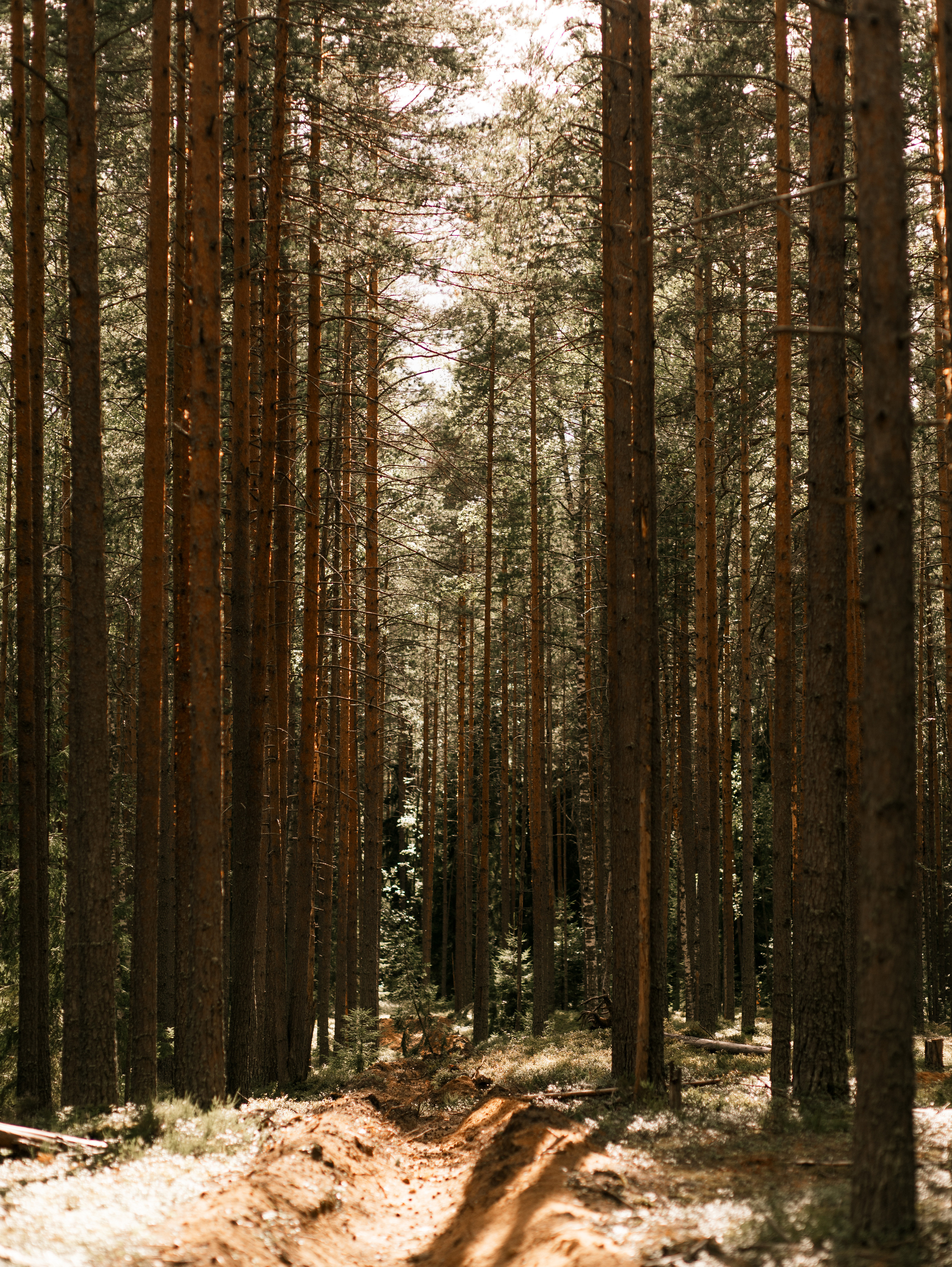 Курицы. Семейный фотограф в Санкт-Петербурге Ирина Иванова