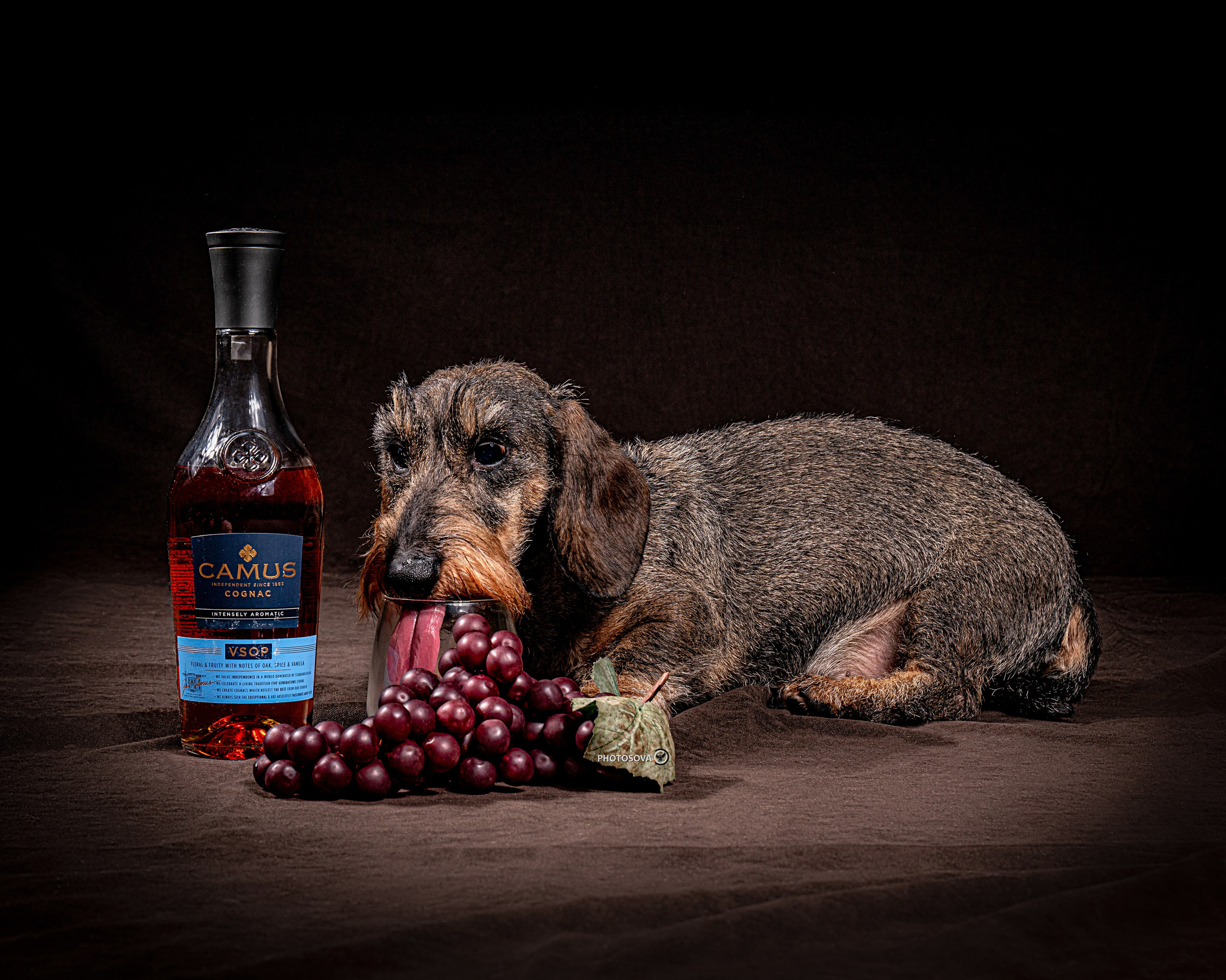 ФОТОПАМЯТЬ ВАШИХ ЭМОЦИЙ. Фотограф-анималист, семейный фотограф в Москве и Подмосковье. Фотосъёмка кинологических дисциплин