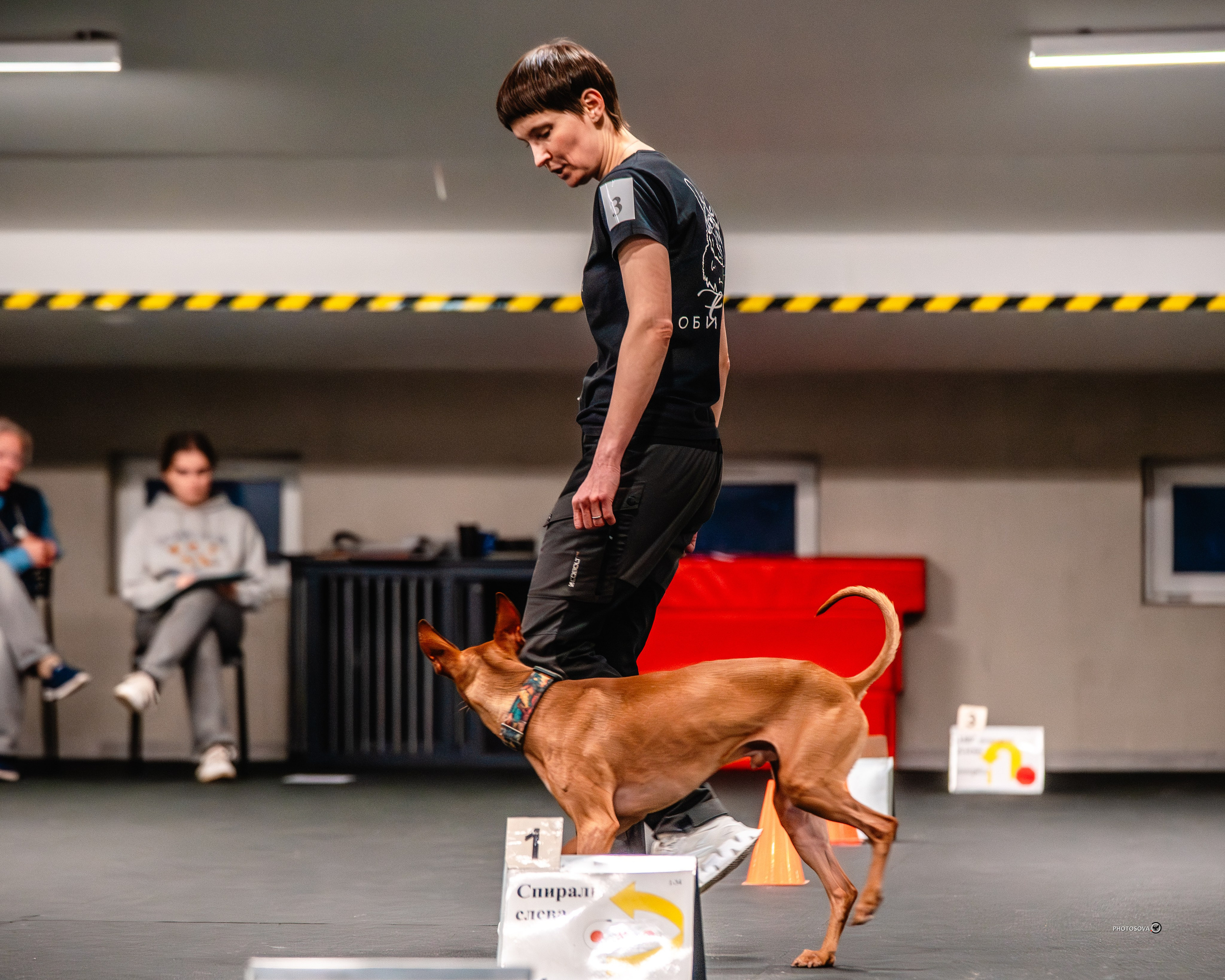 ТЫ И Я (соревнования по ралли-обидиенс). Фотограф-анималист, семейный фотограф в Москве и Подмосковье. Фотосъёмка кинологических дисциплин