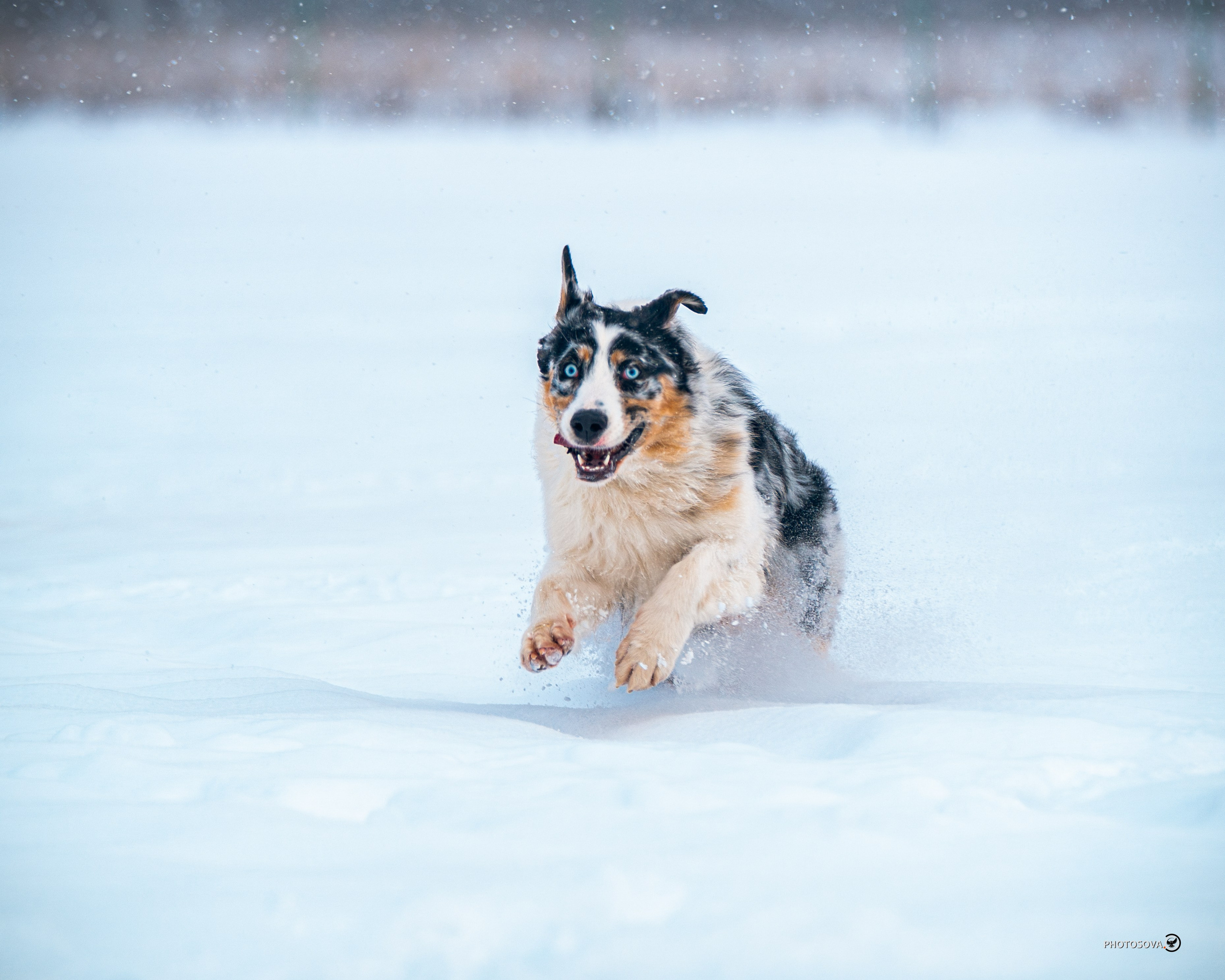 ФОТОПАМЯТЬ ВАШИХ ЭМОЦИЙ. Фотограф-анималист, семейный фотограф в Москве и Подмосковье. Фотосъёмка кинологических дисциплин