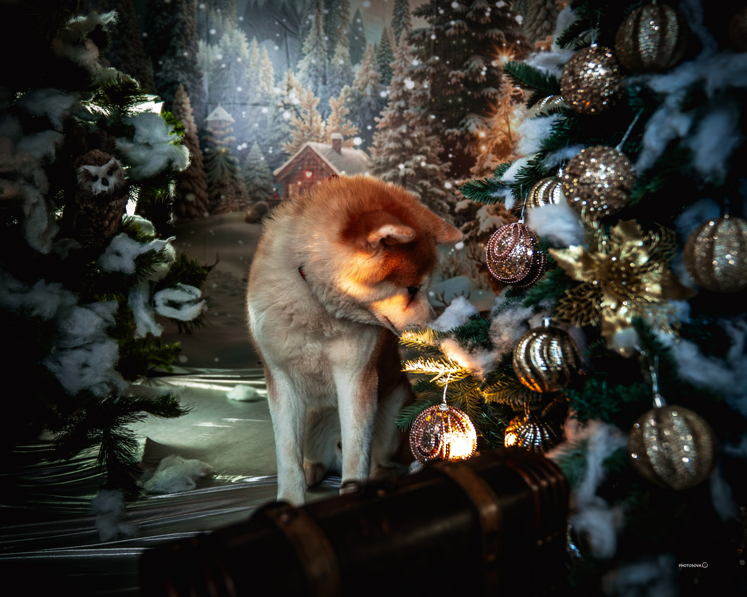 ФОТОПАМЯТЬ ВАШИХ ЭМОЦИЙ. Фотограф-анималист, семейный фотограф в Москве и Подмосковье. Фотосъёмка кинологических дисциплин