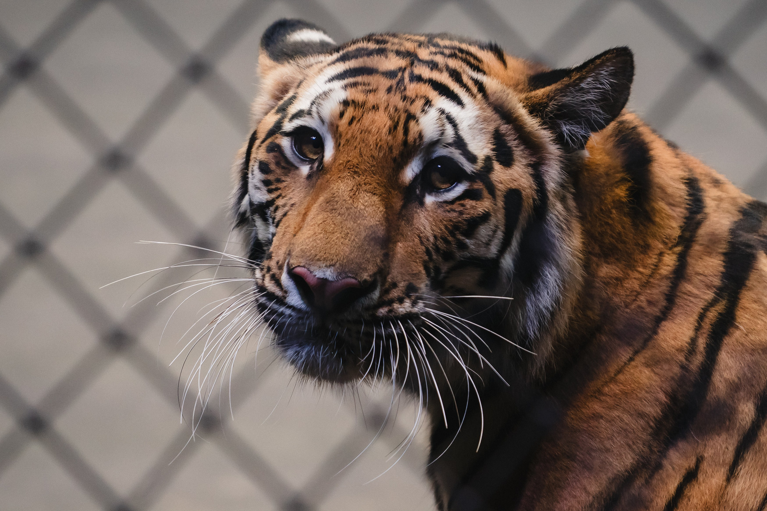 5 Континентов — Открытая репетиция. Воробьева Ксения — Спортивный и танцевальный фотограф Новосибирск